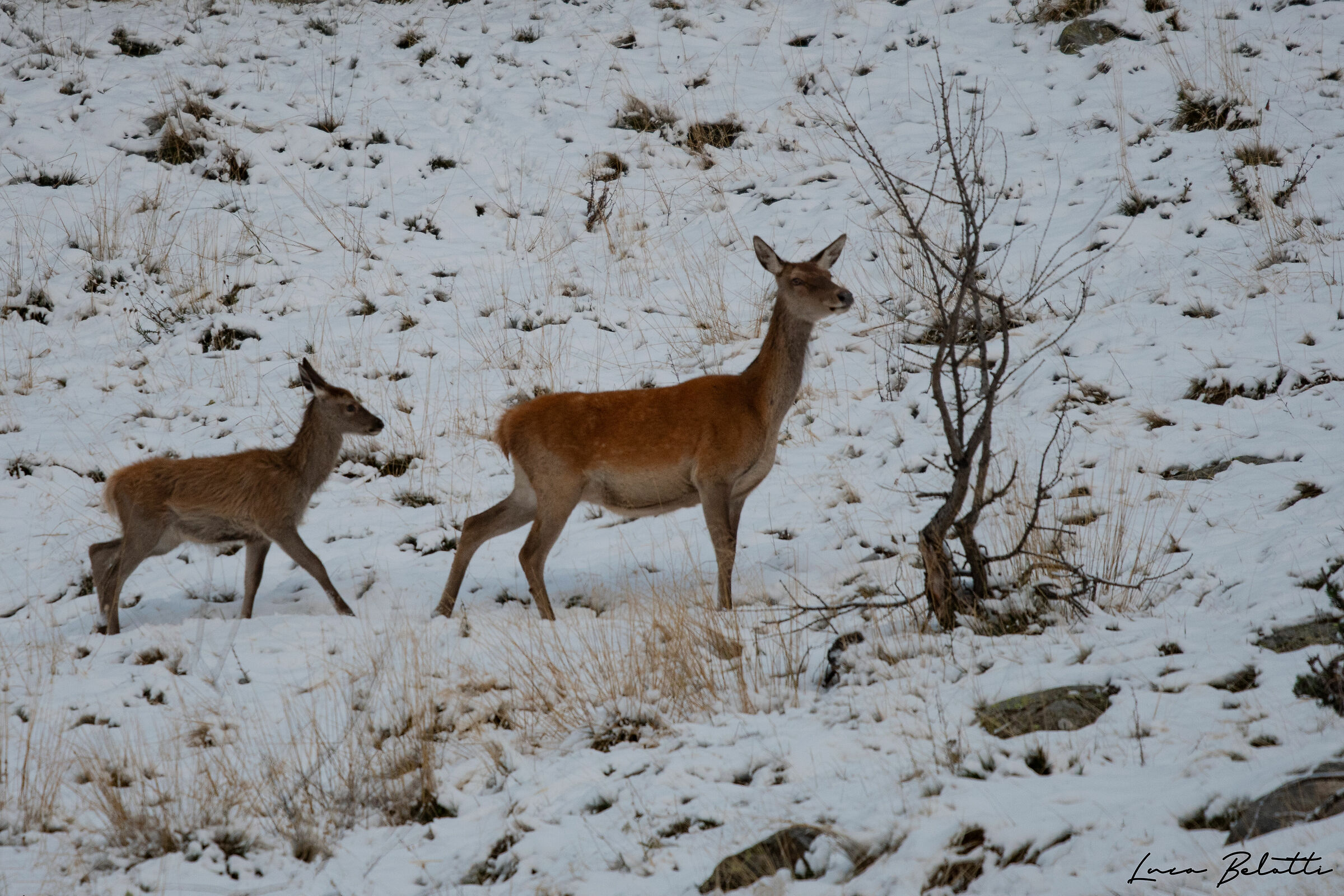 Cerva e cerbiatto