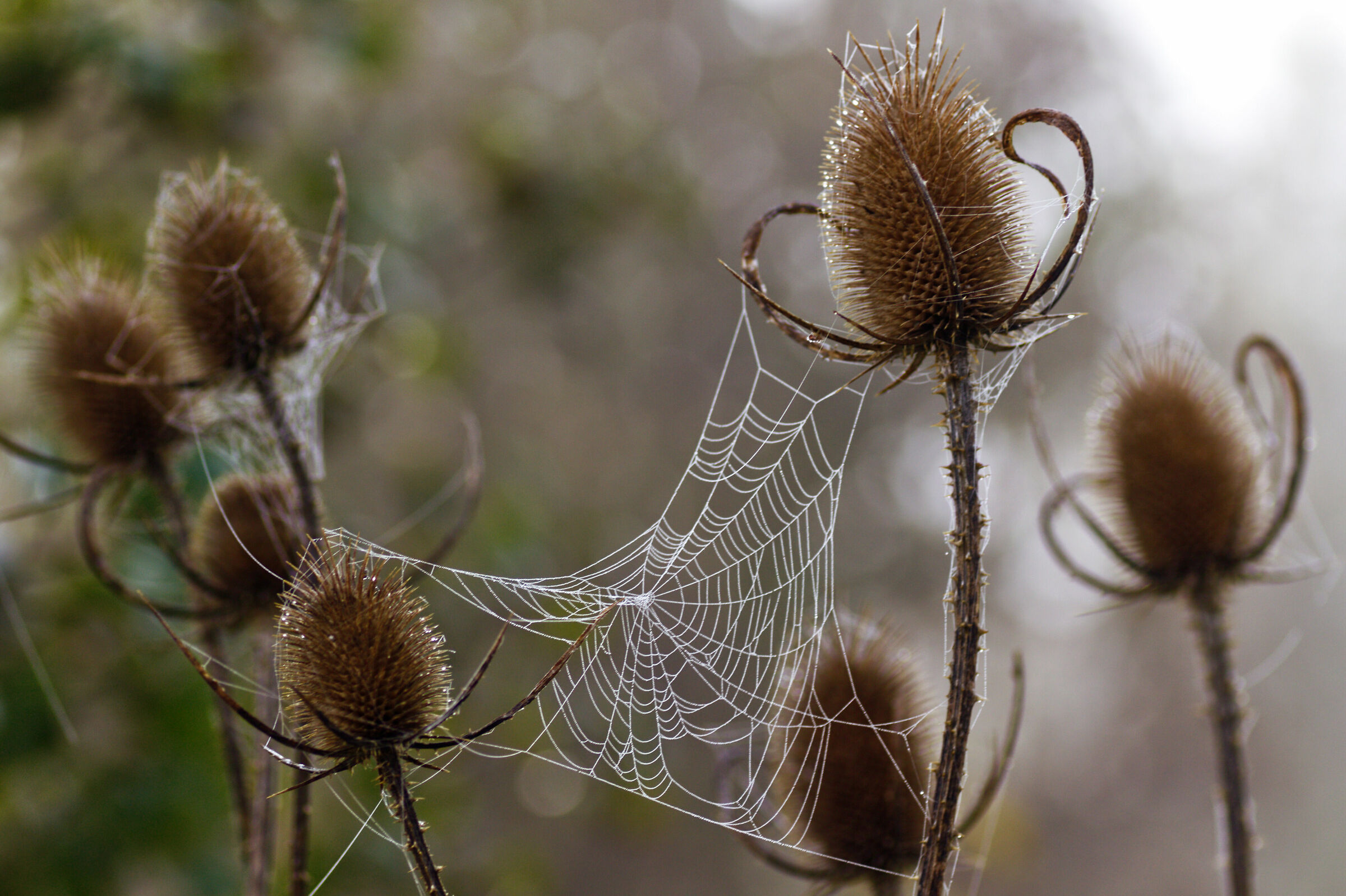 autumn cobweb