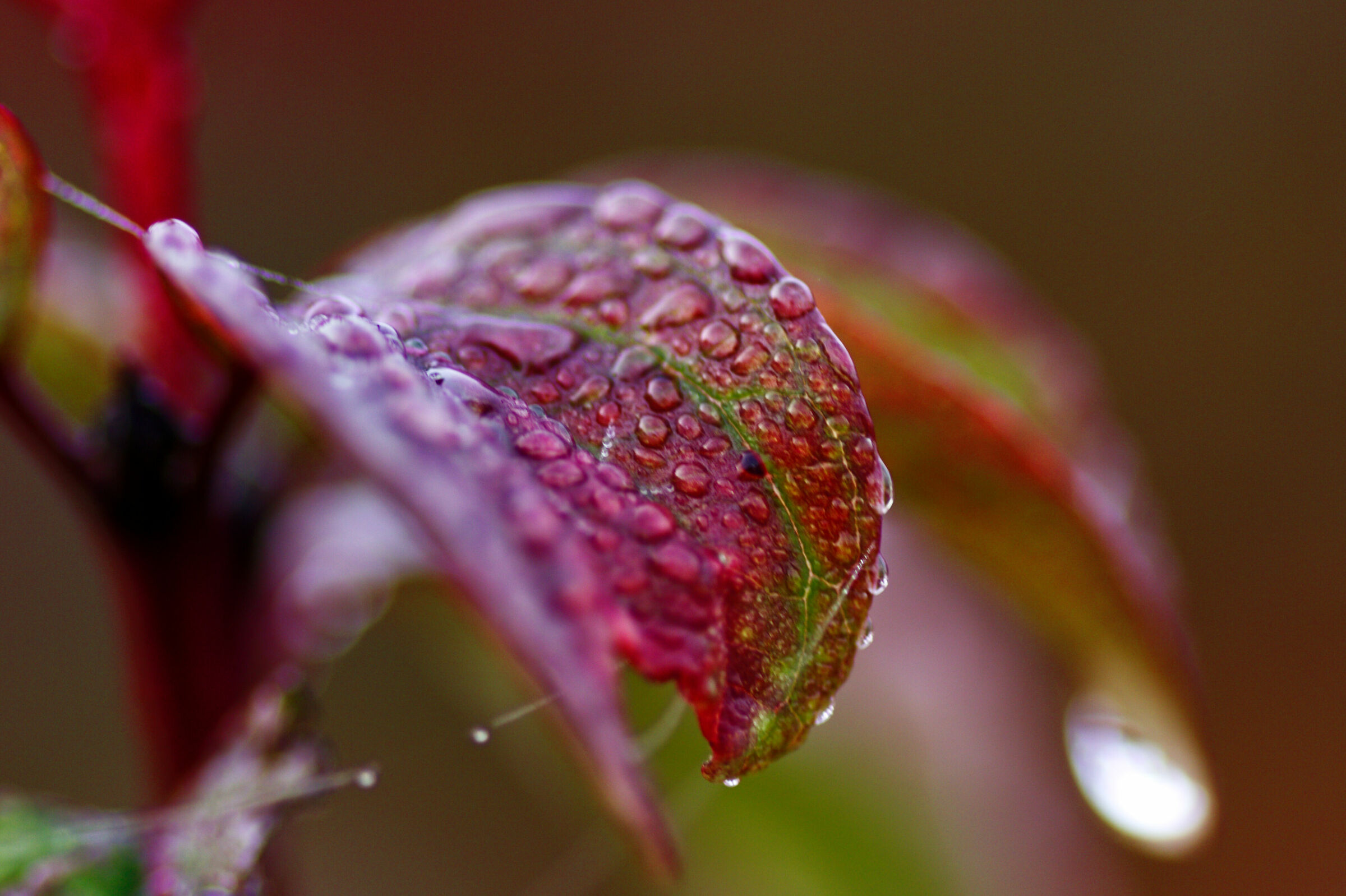 autumn drops