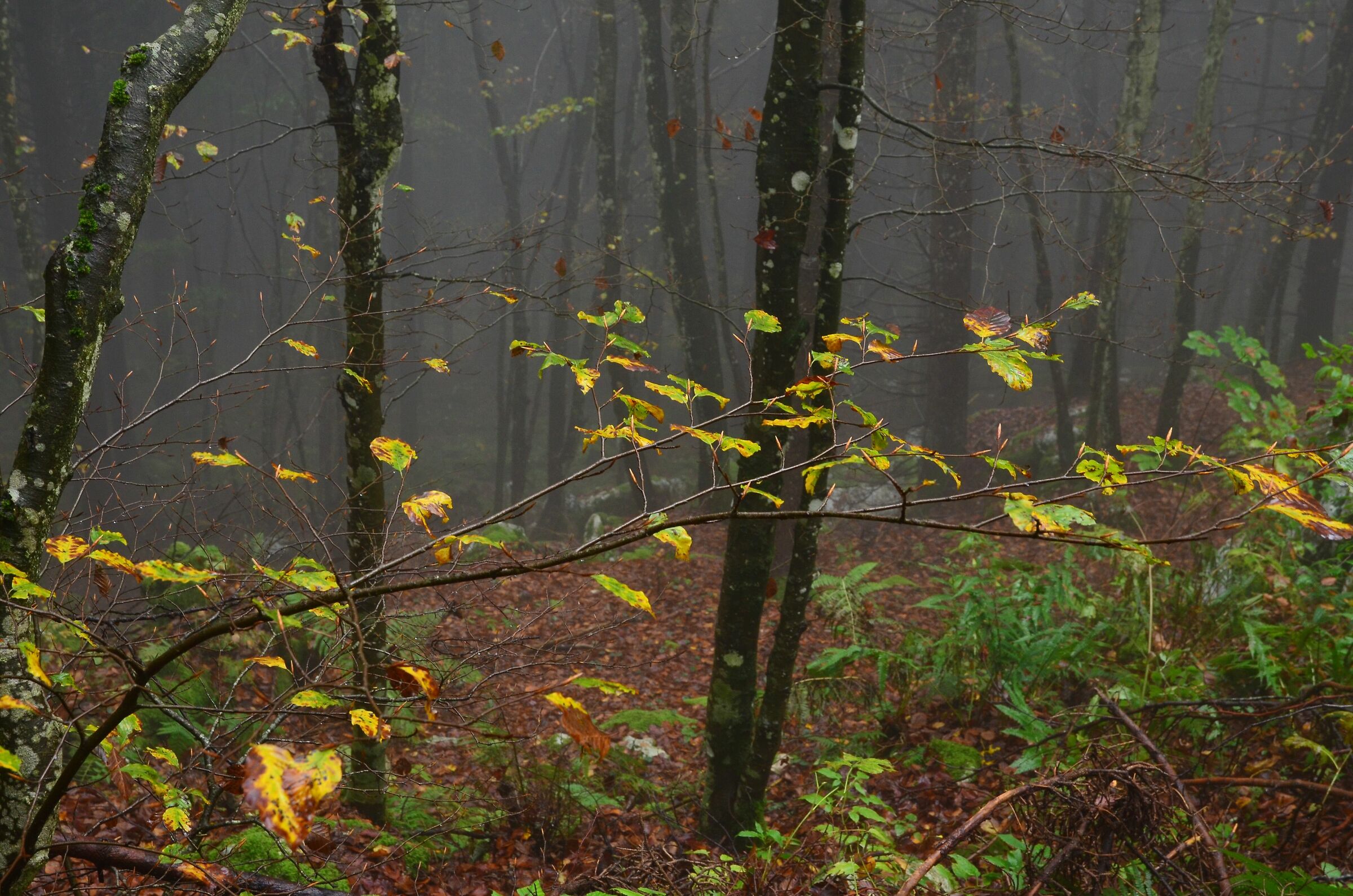 Beech and pine forest in fog 4