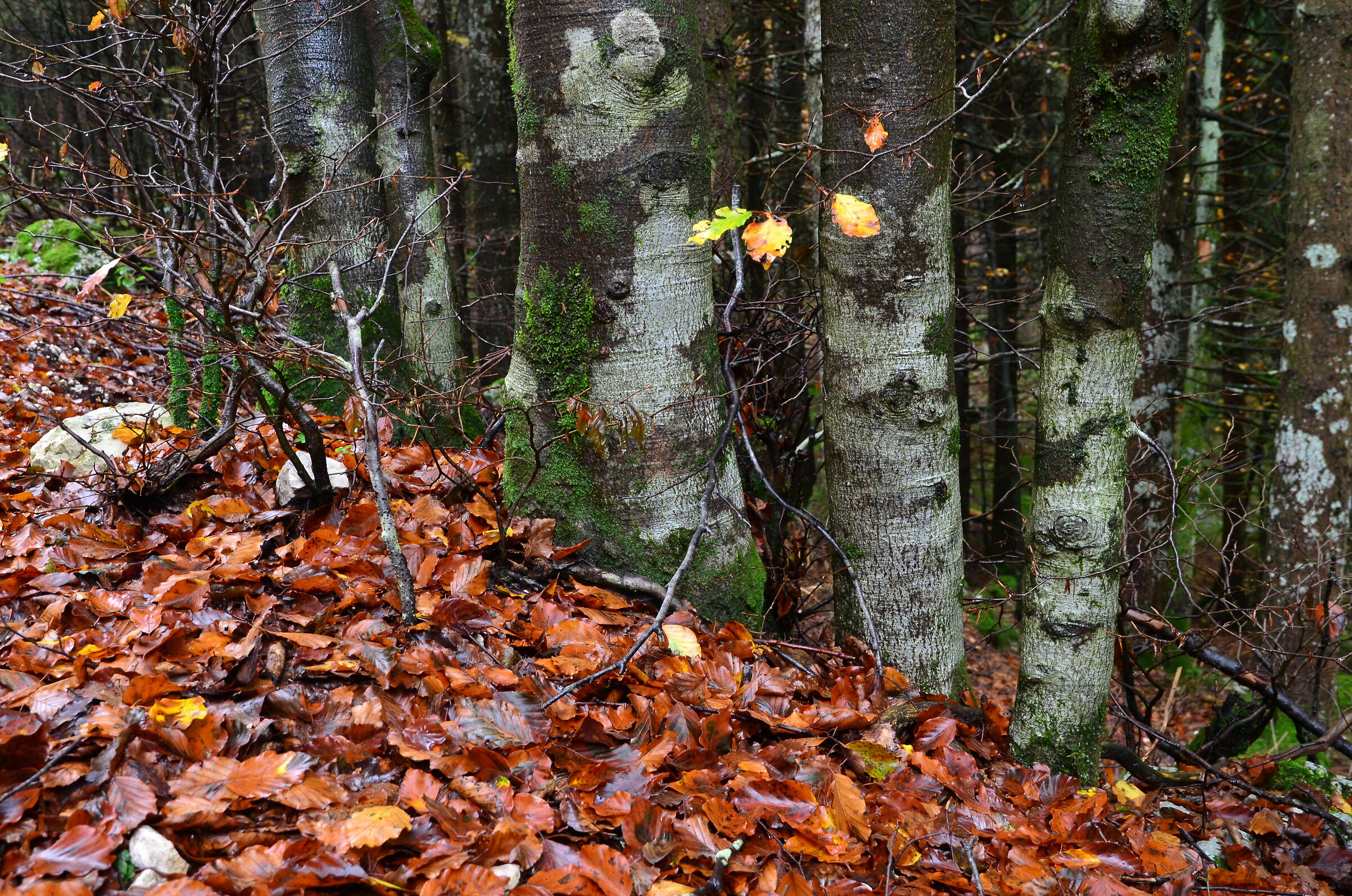 Beech trees and leaves after the rain