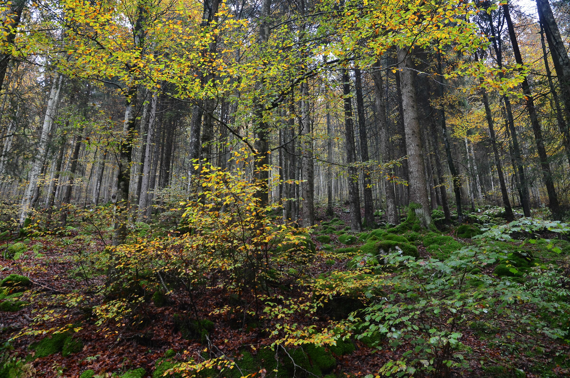 Sprazzi of beech trees among the pine trees