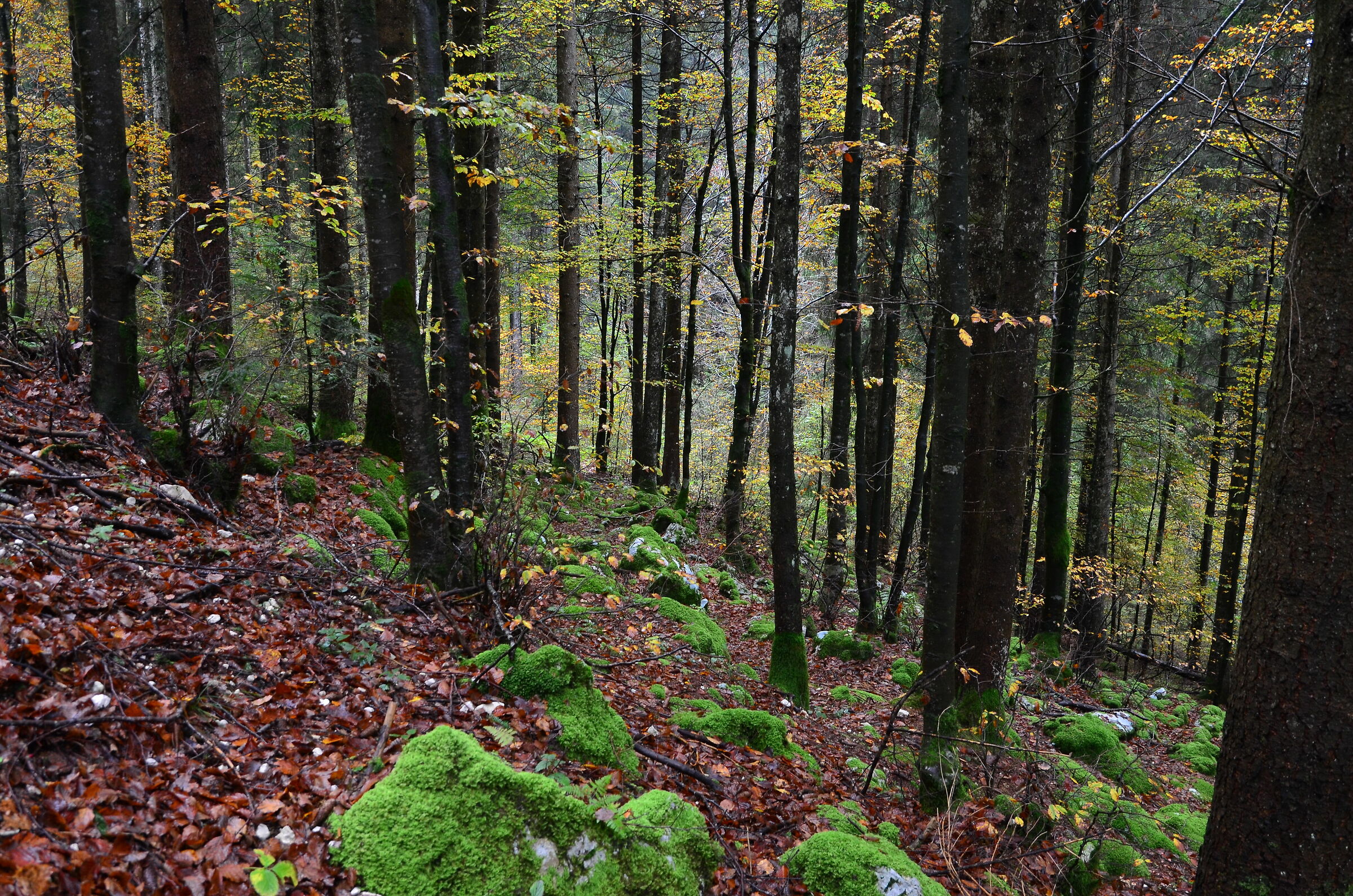 Multicolored forest
