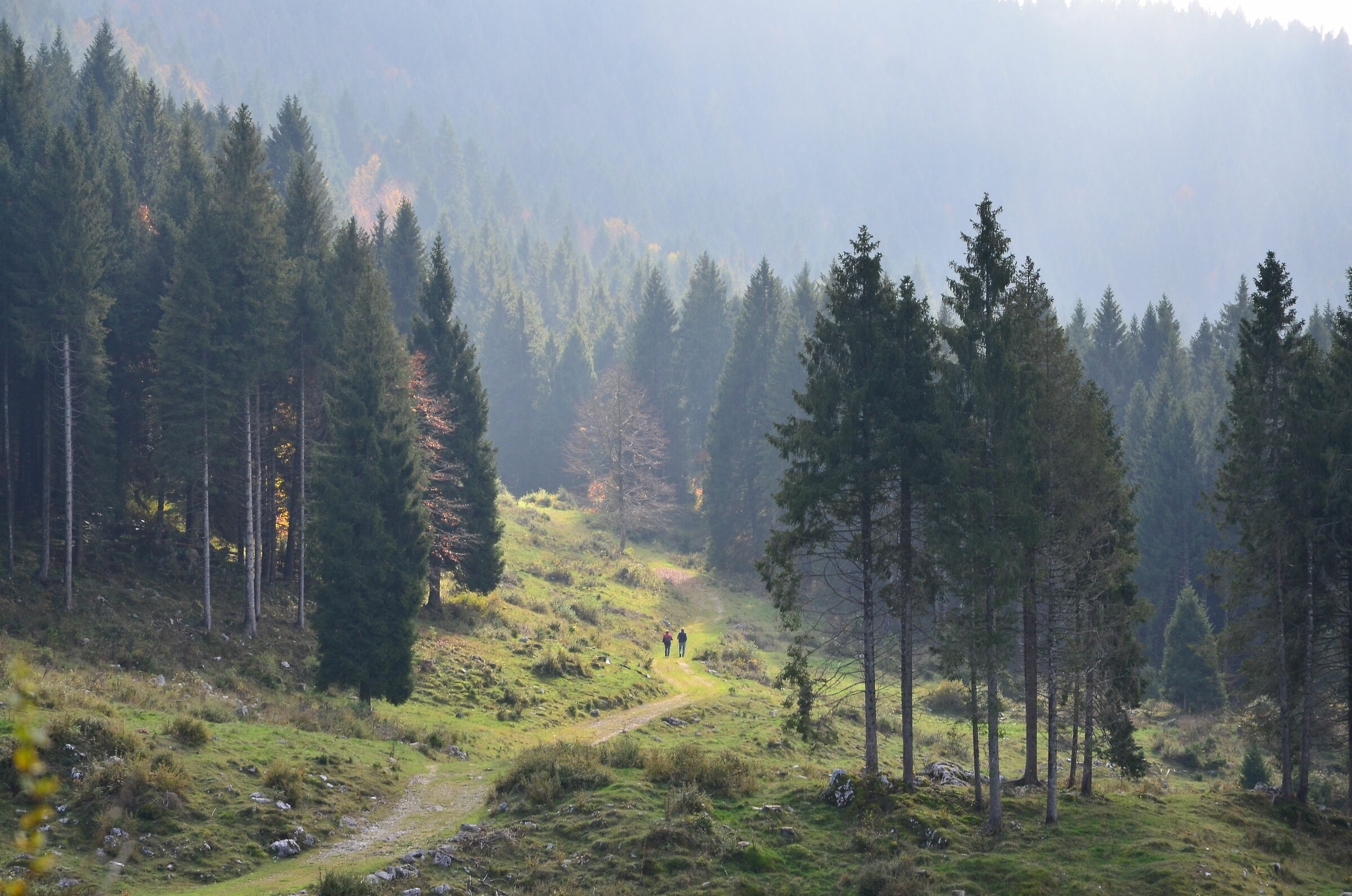 Walk after the fog