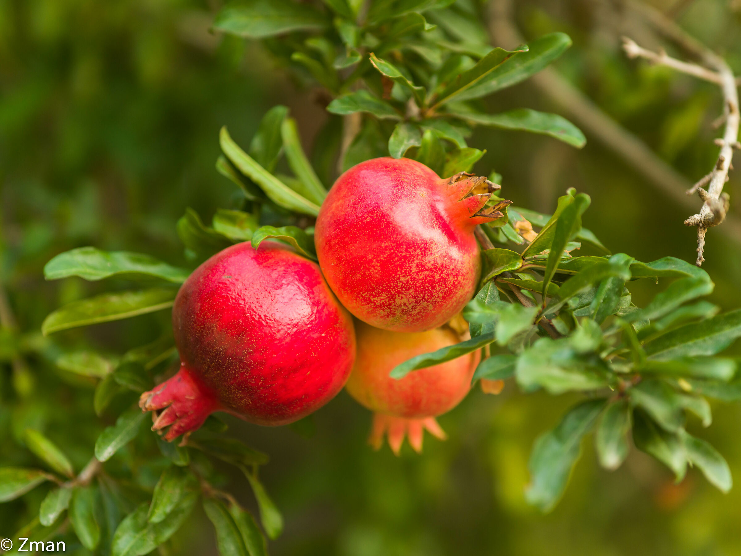 Pomegranate