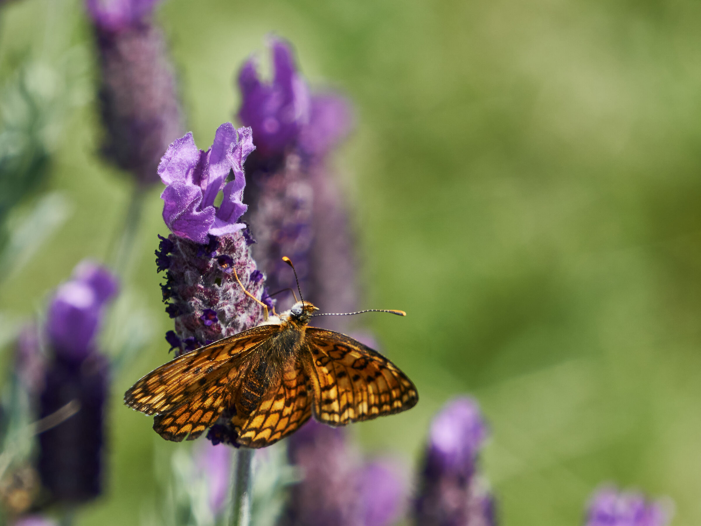 Butterfly and flower