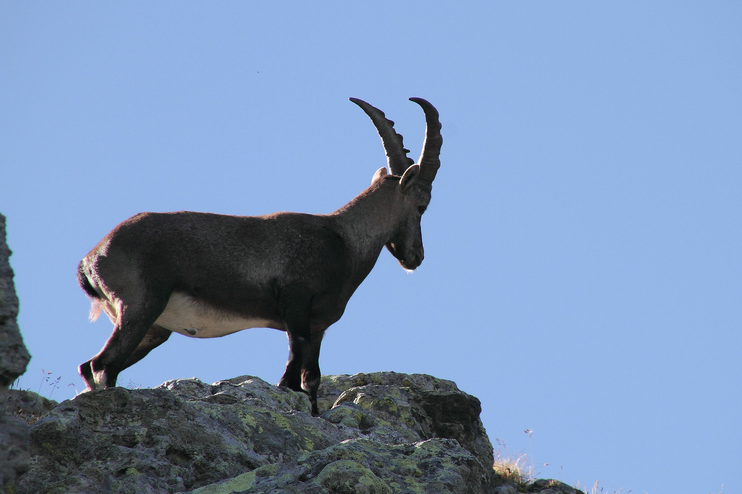 Stambecco adulto giovane 2