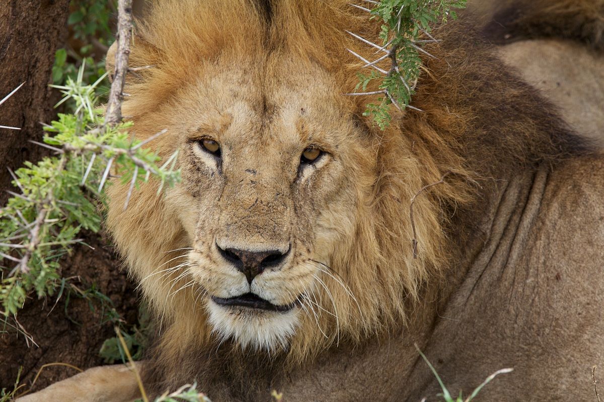 Male lion in the bush