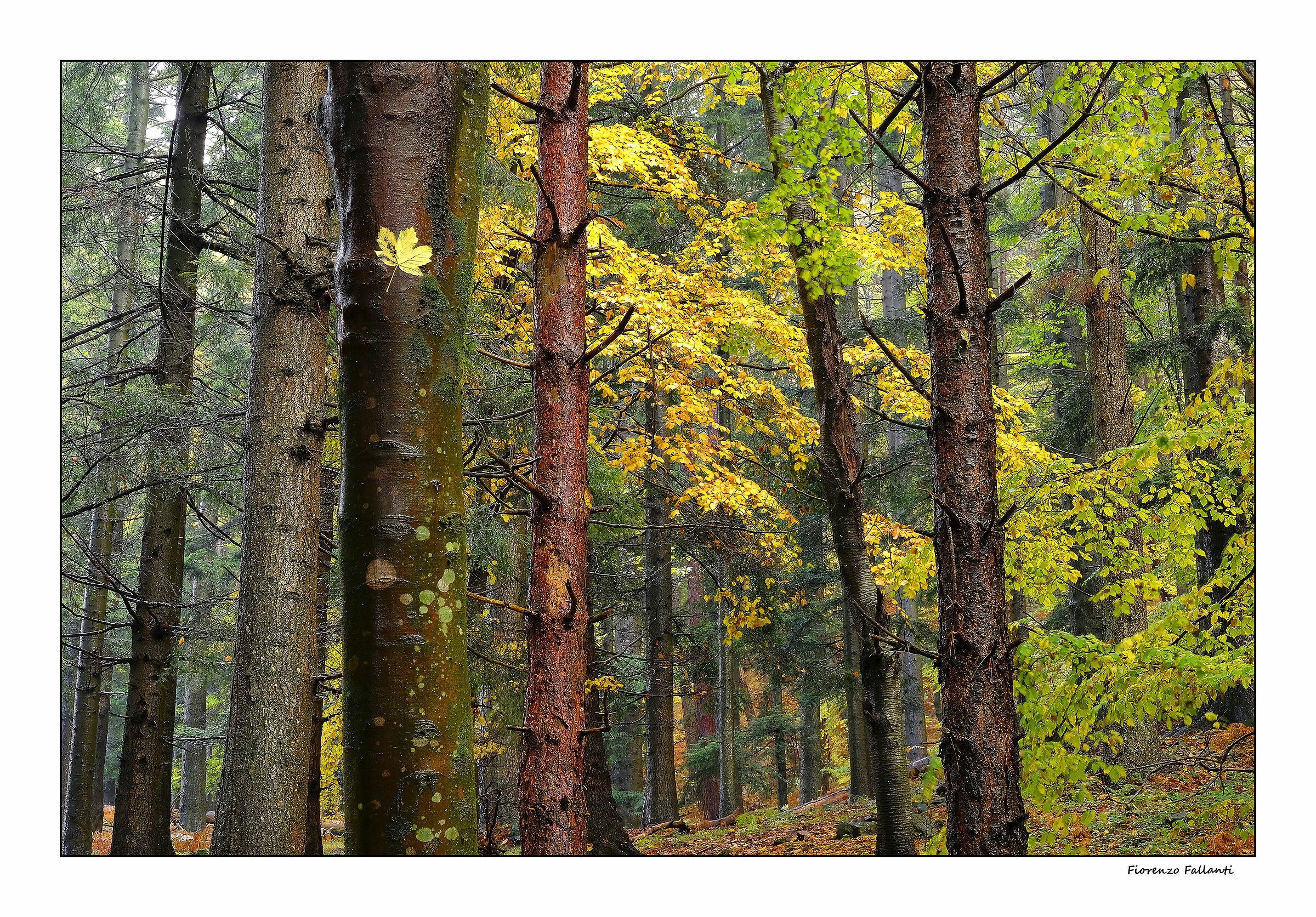 Curiosità autunnali
