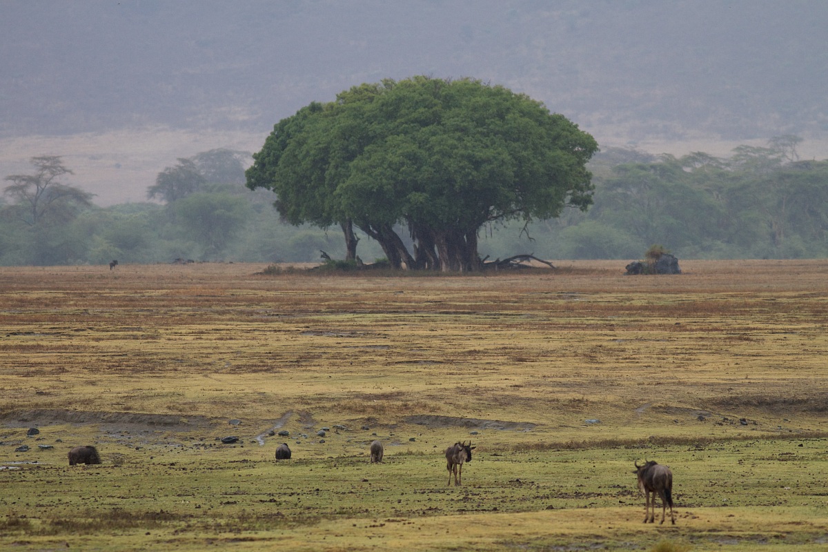 African landscape
