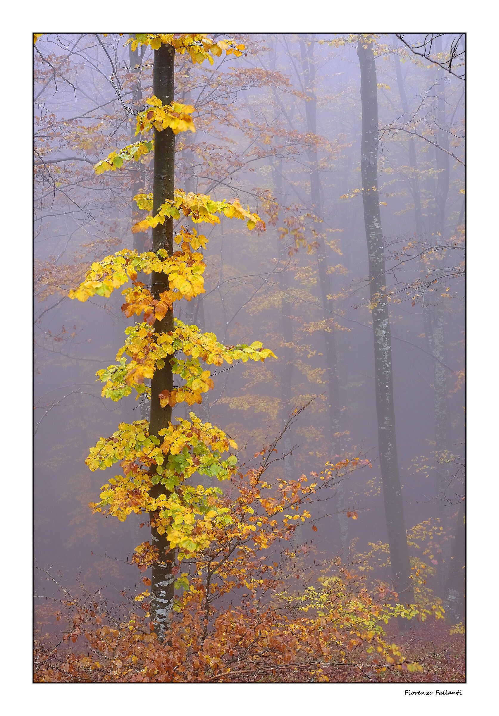 Autumn mists