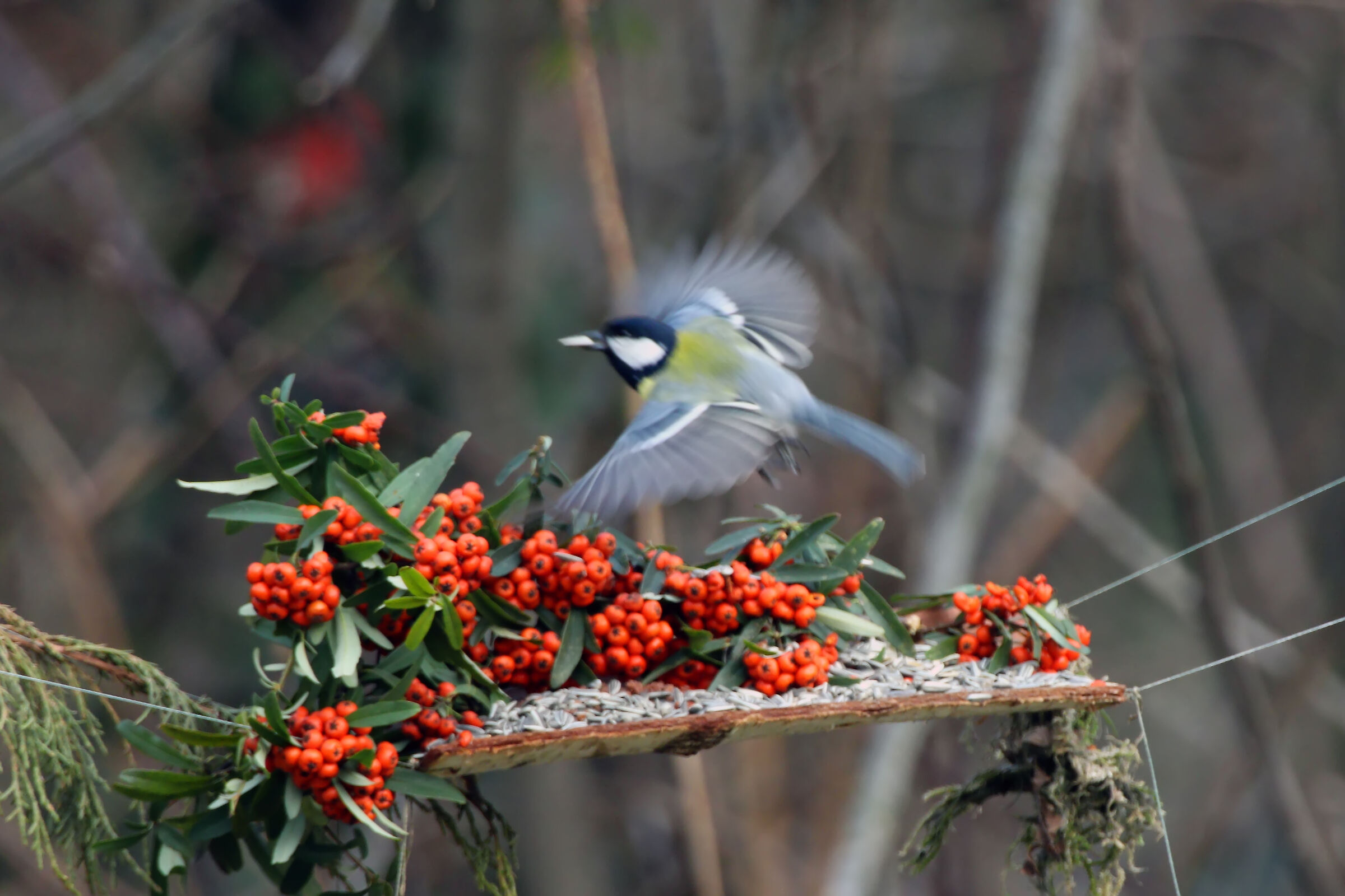 Output with LIPU Parabiago