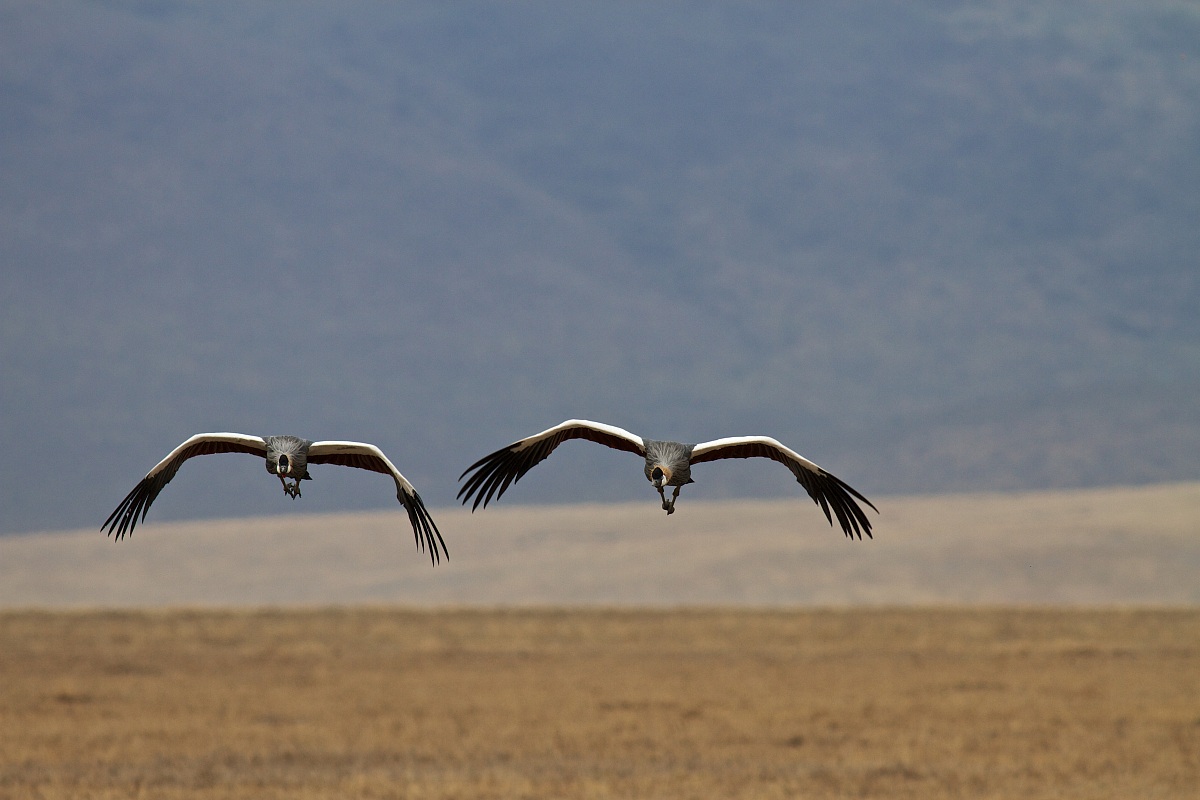 Pair of Crowned Crane