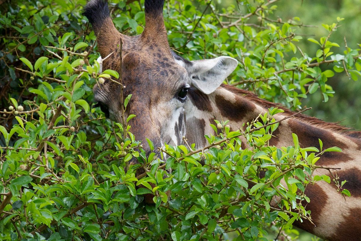 Giraffe in the branches