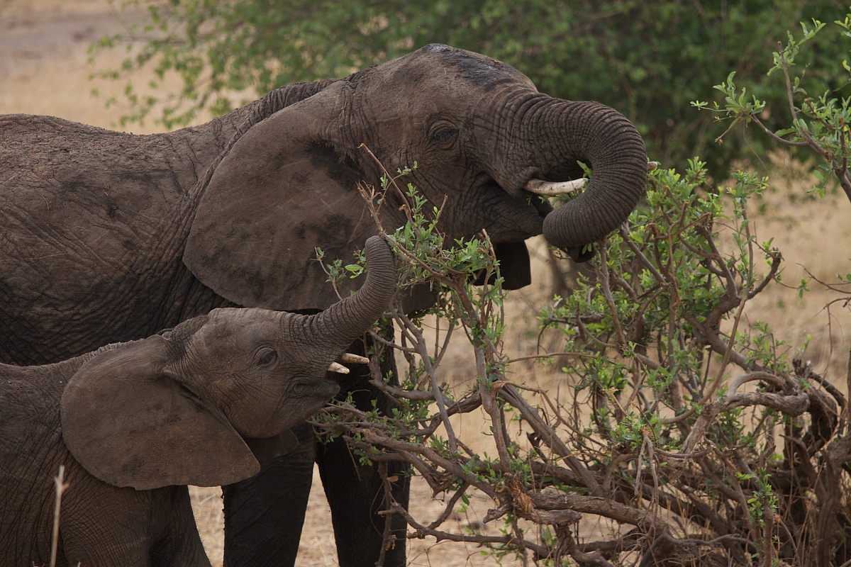 Mom and baby elephant