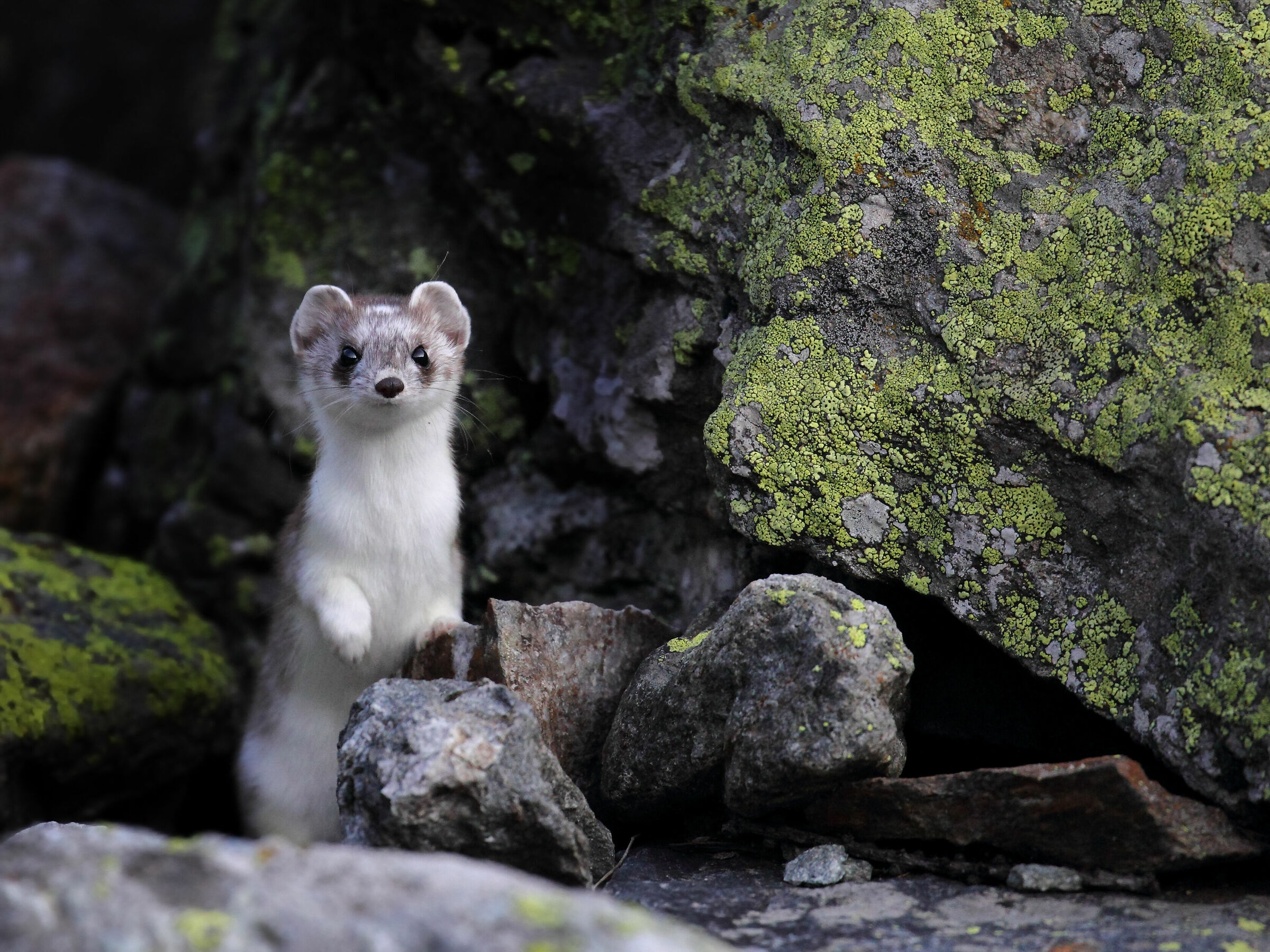 I thought I'd find it already white....