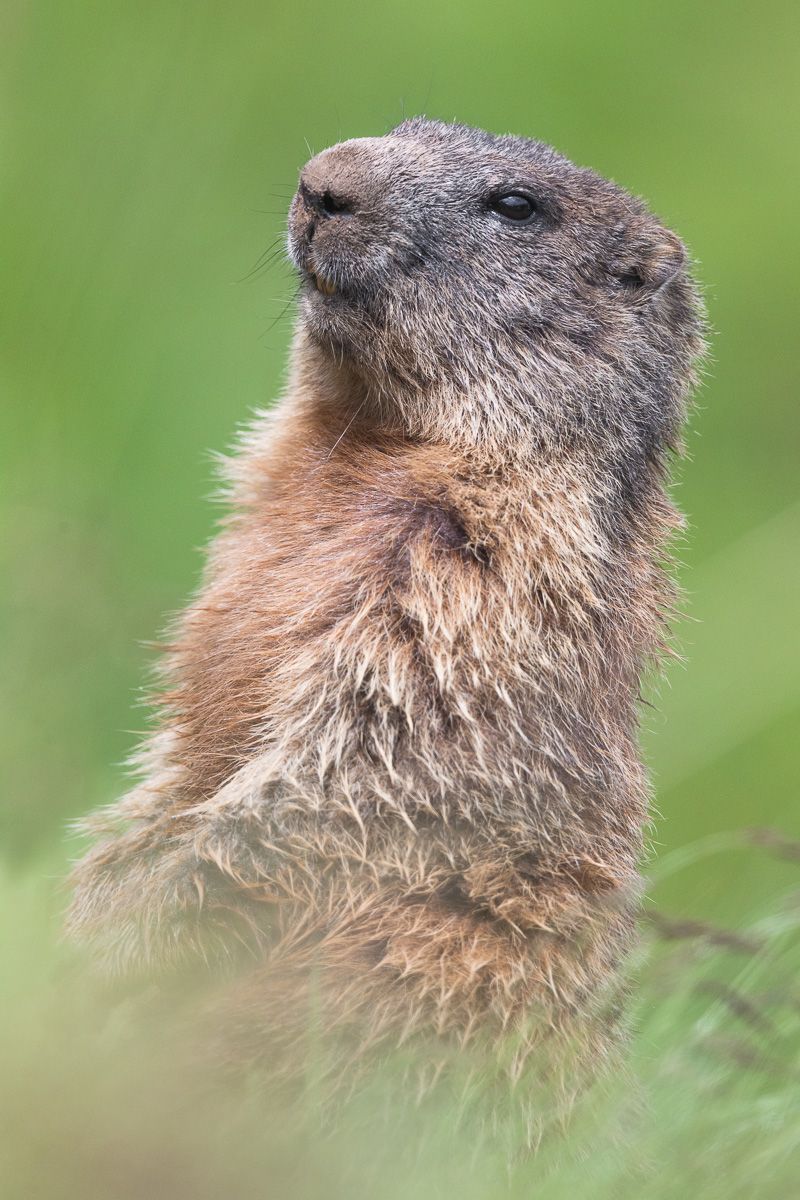 Marmot of the Lookout Alps ...
