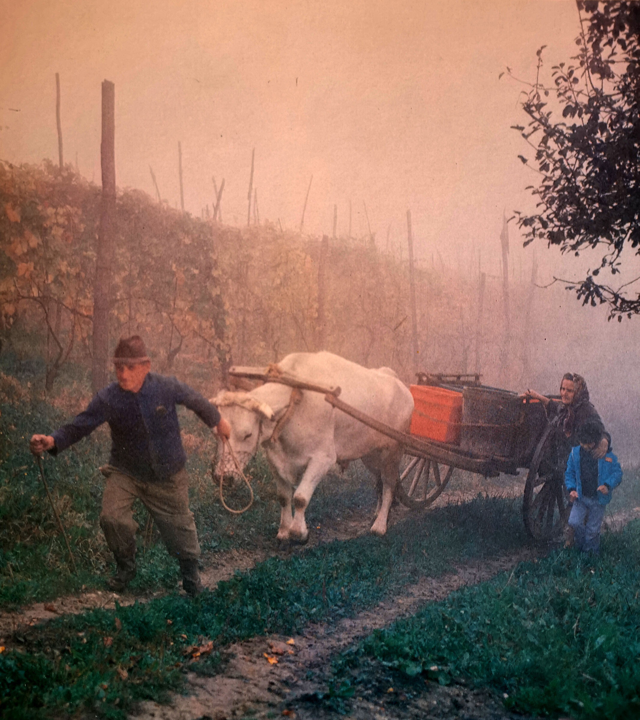 Moglie e buoi dei paesi tuoi