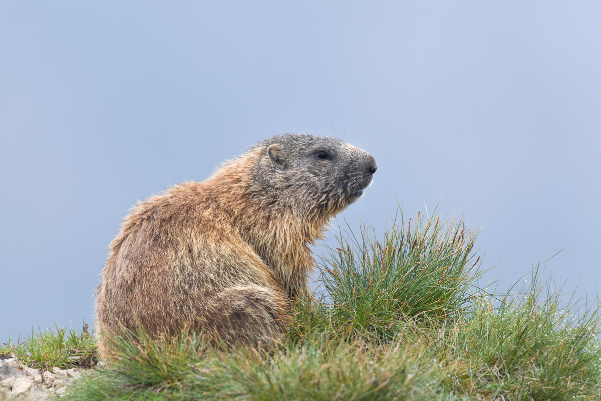Early morning marmot ...