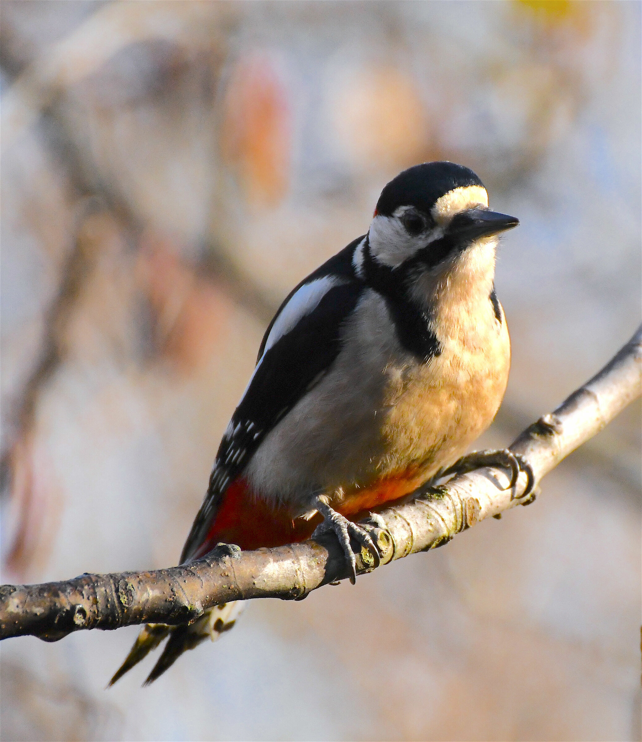 Incontro ravvicinato con il picchio