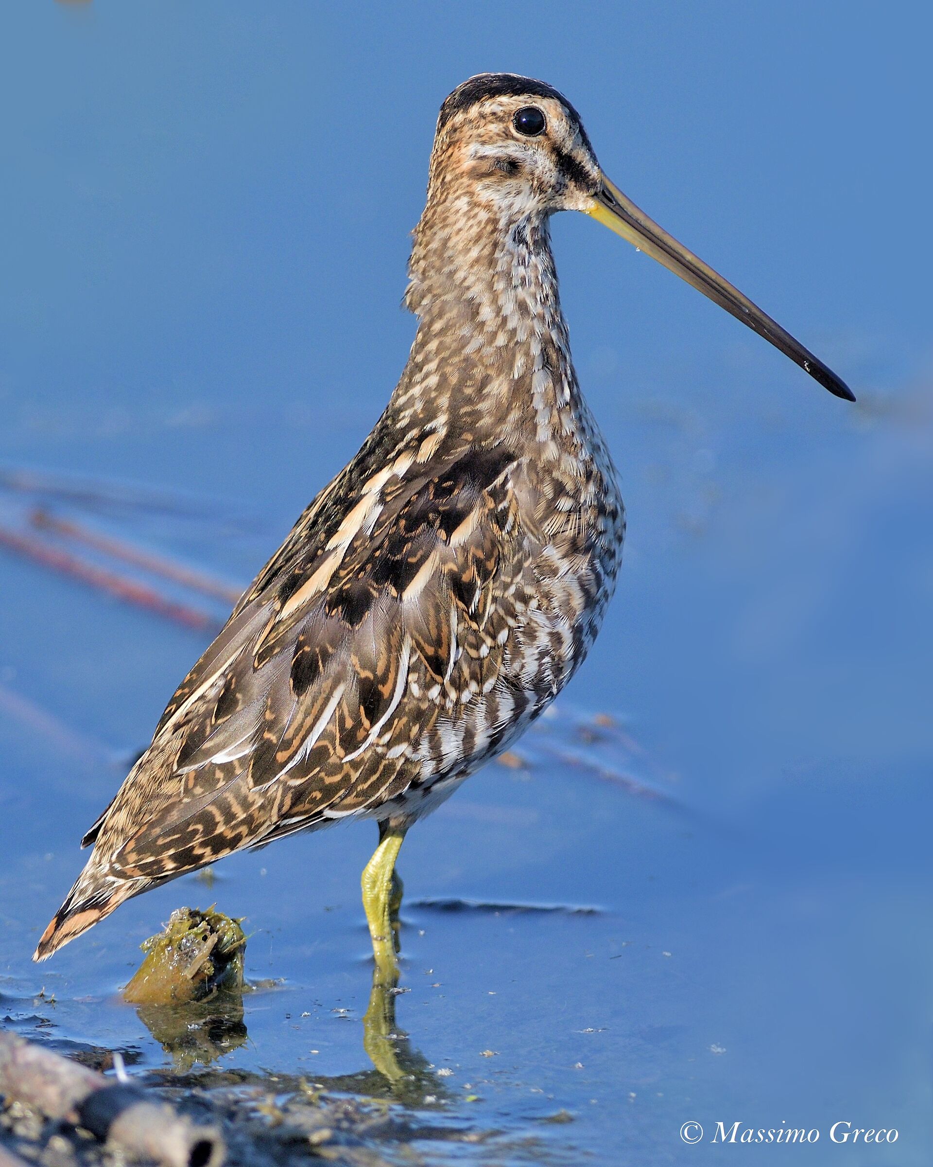 Beccaccino (Gallinago gallinago)