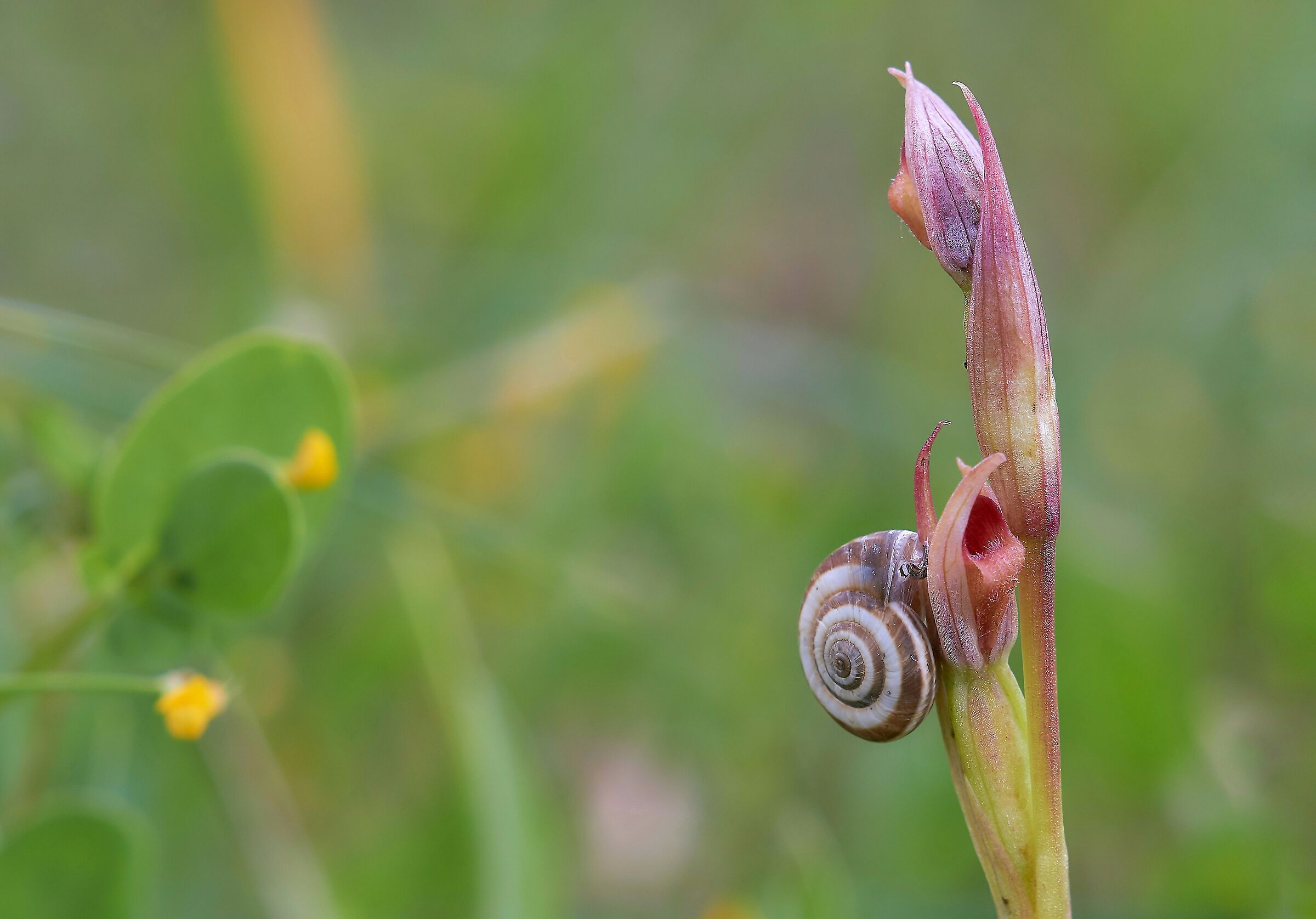 Parviflora's serapias
