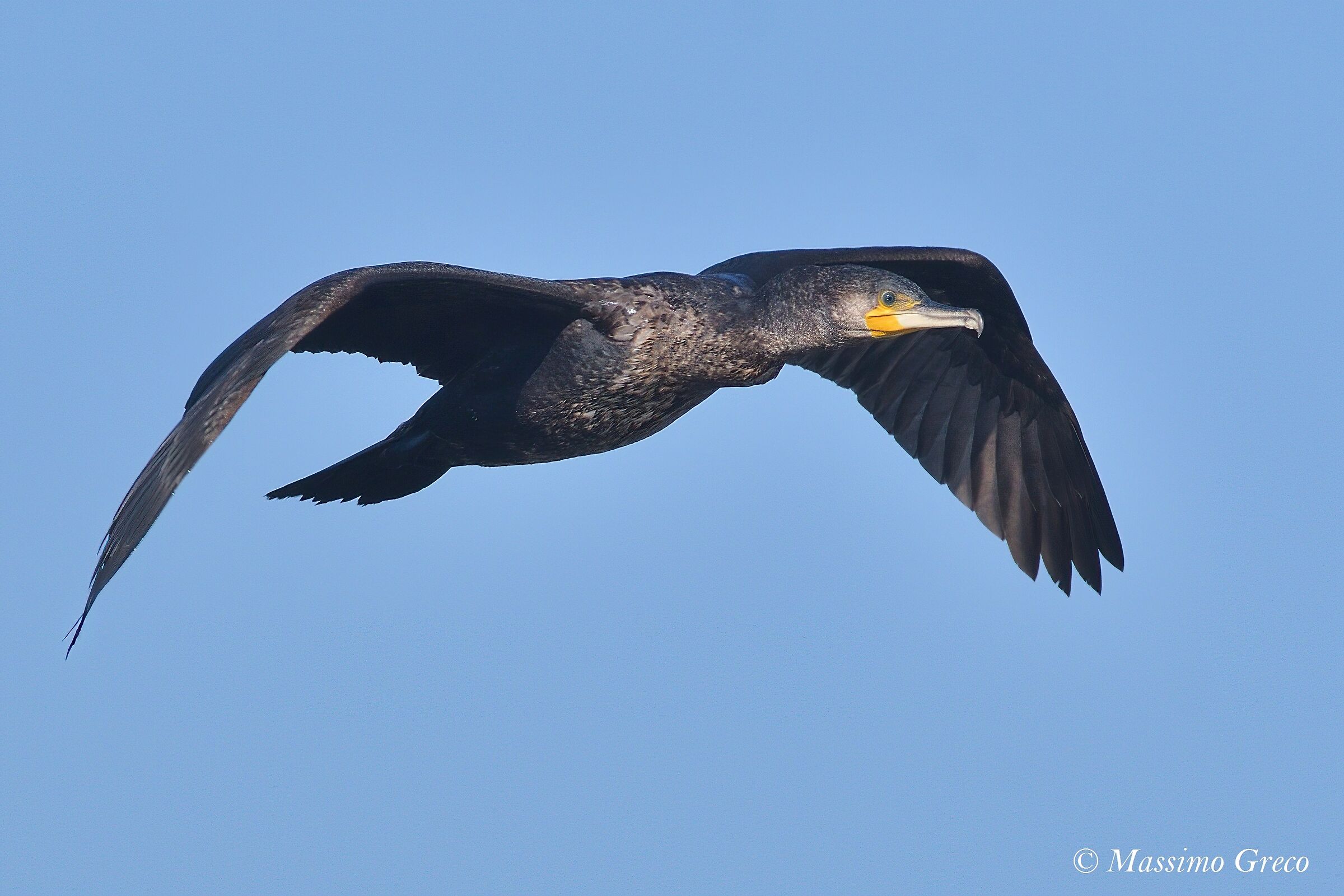 Cormorano (Phalacrocorax carbo)