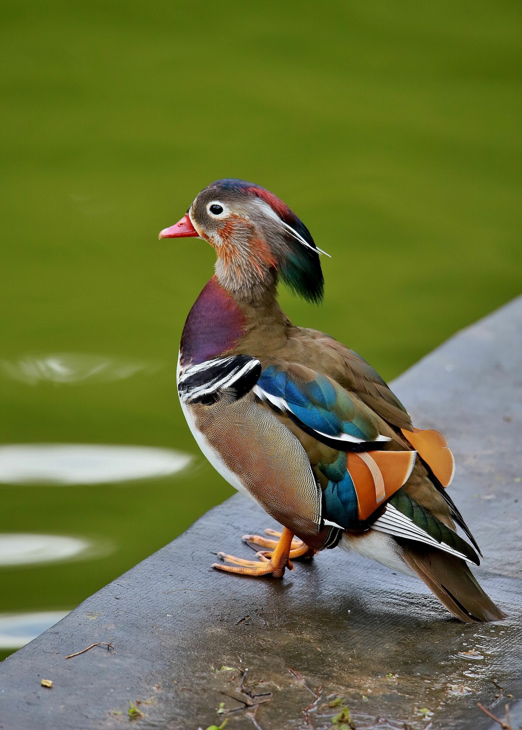 Mandarin duck