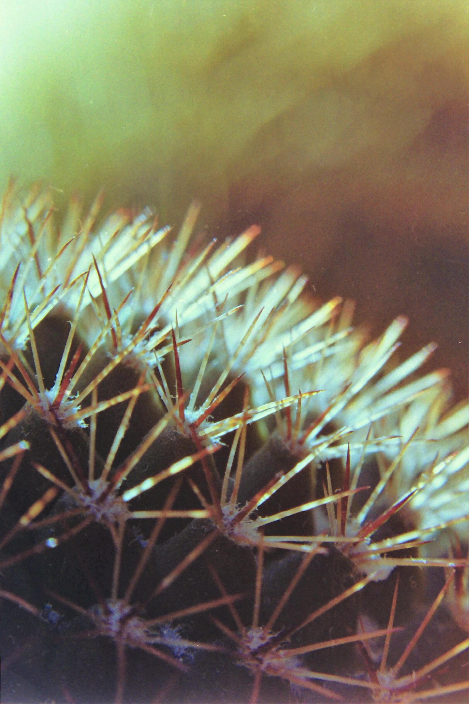 Cactus on the balcony....
