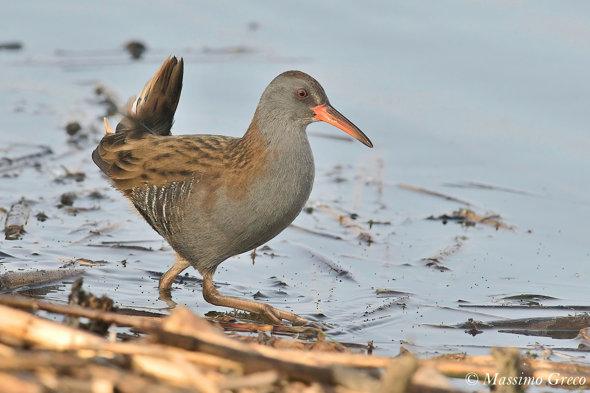 Porciglione (Rallus aquaticus)