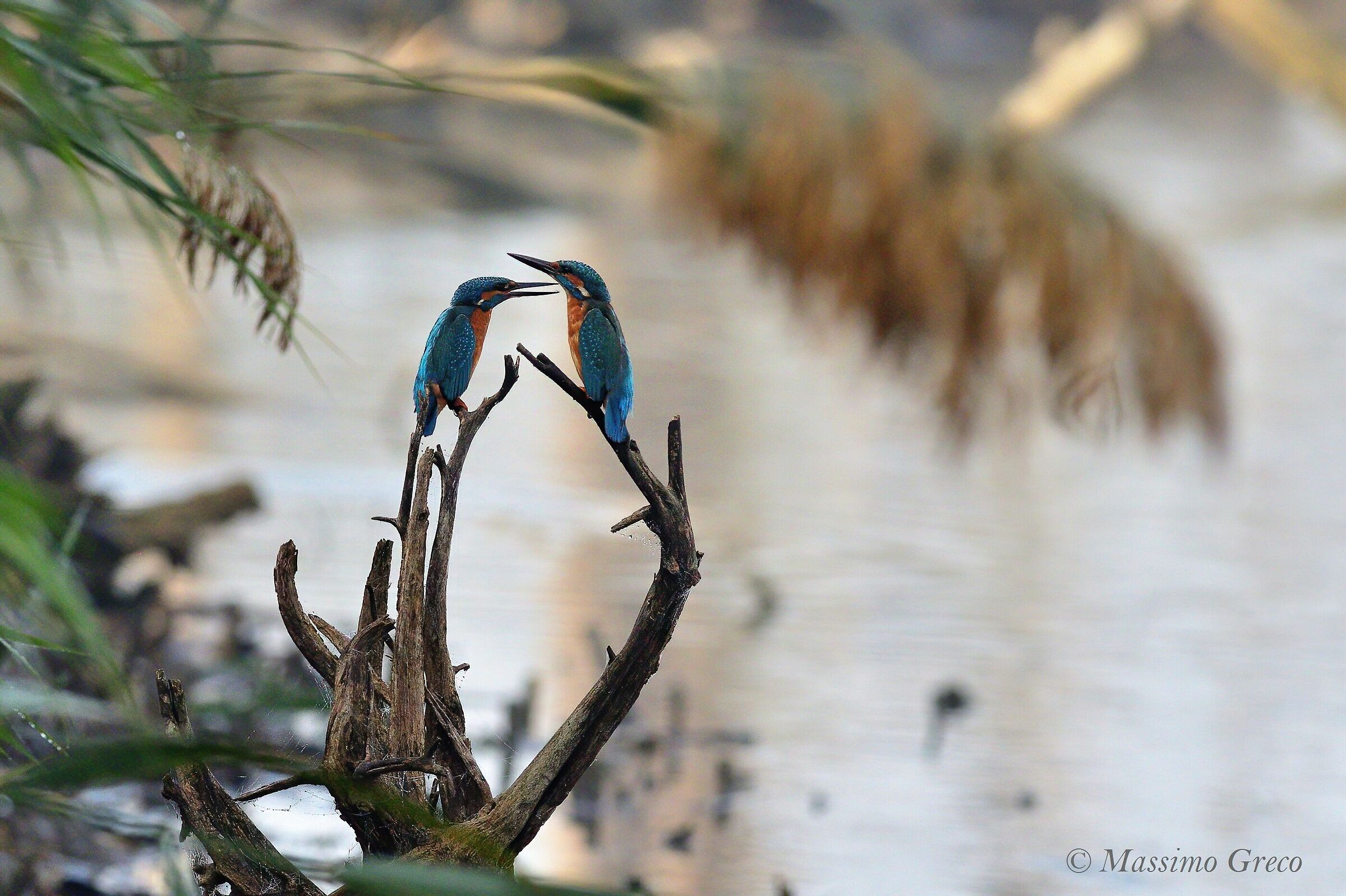 Una discussione tra amici - Martin pescatore