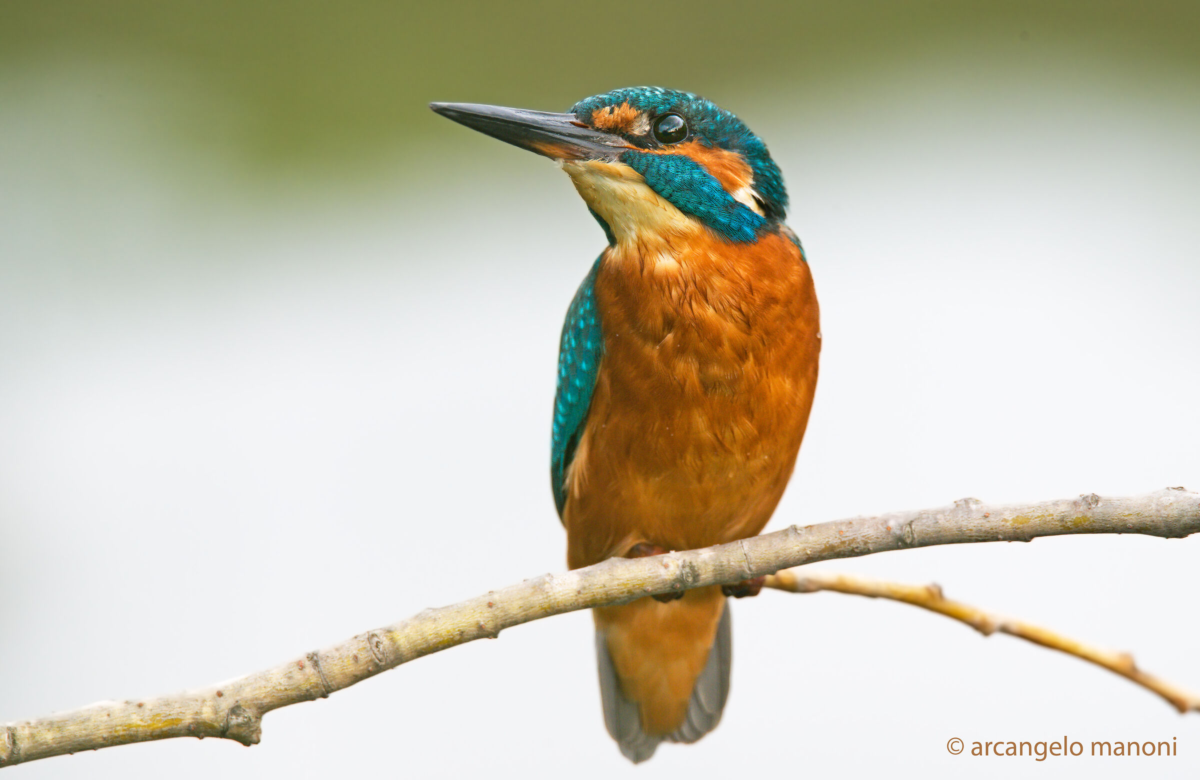 The martina between river and sky