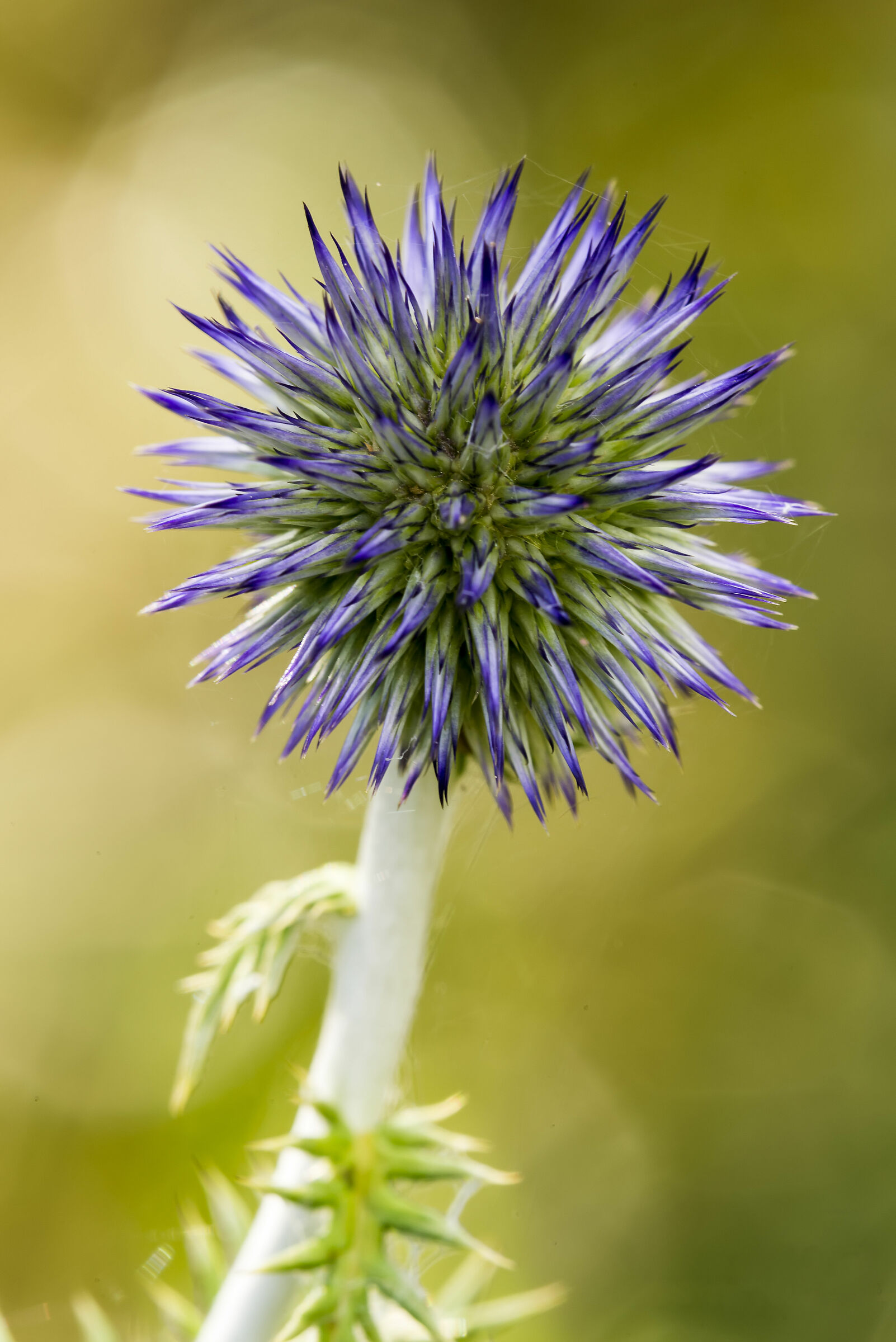 Echinops