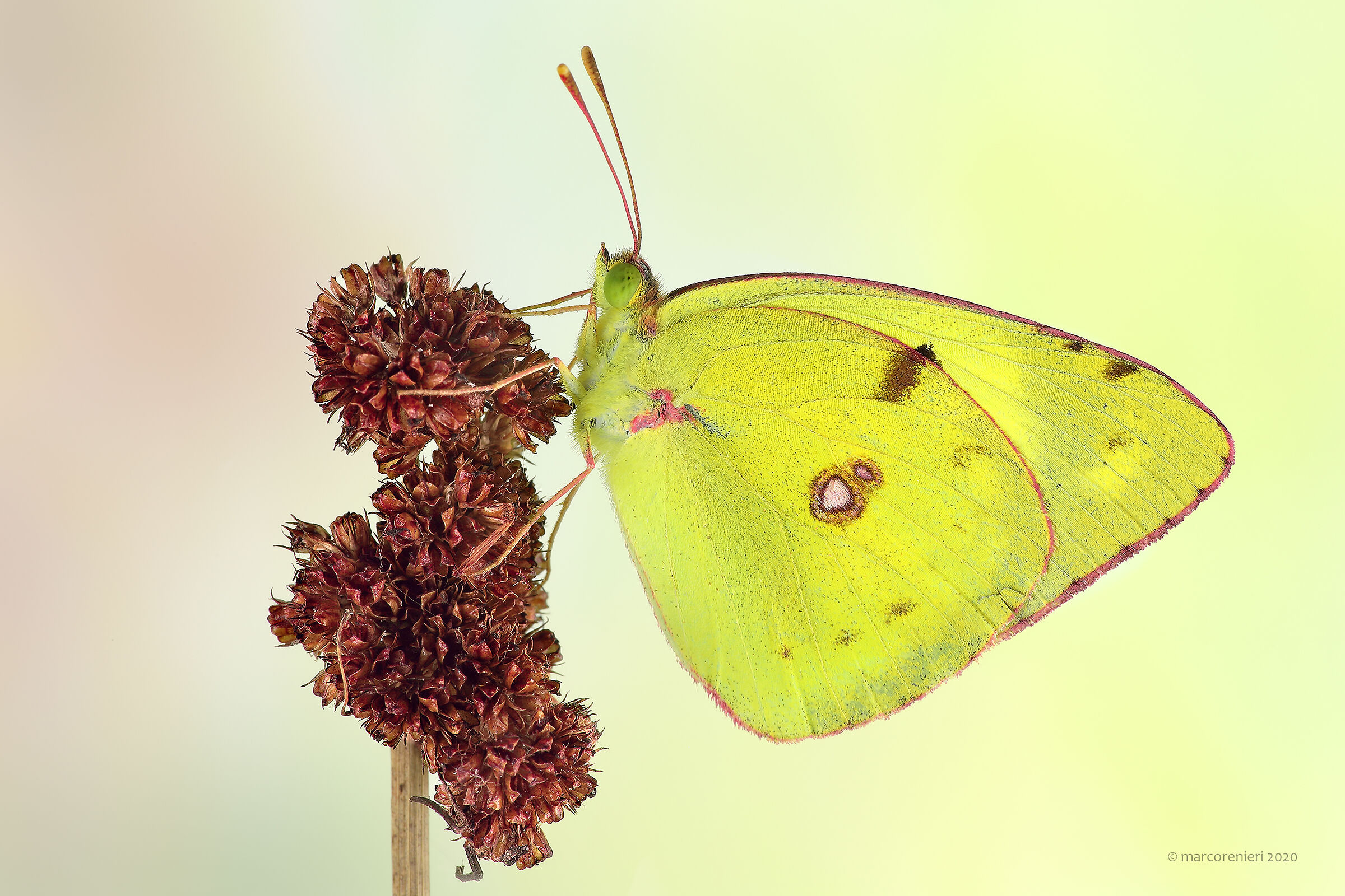 colias property