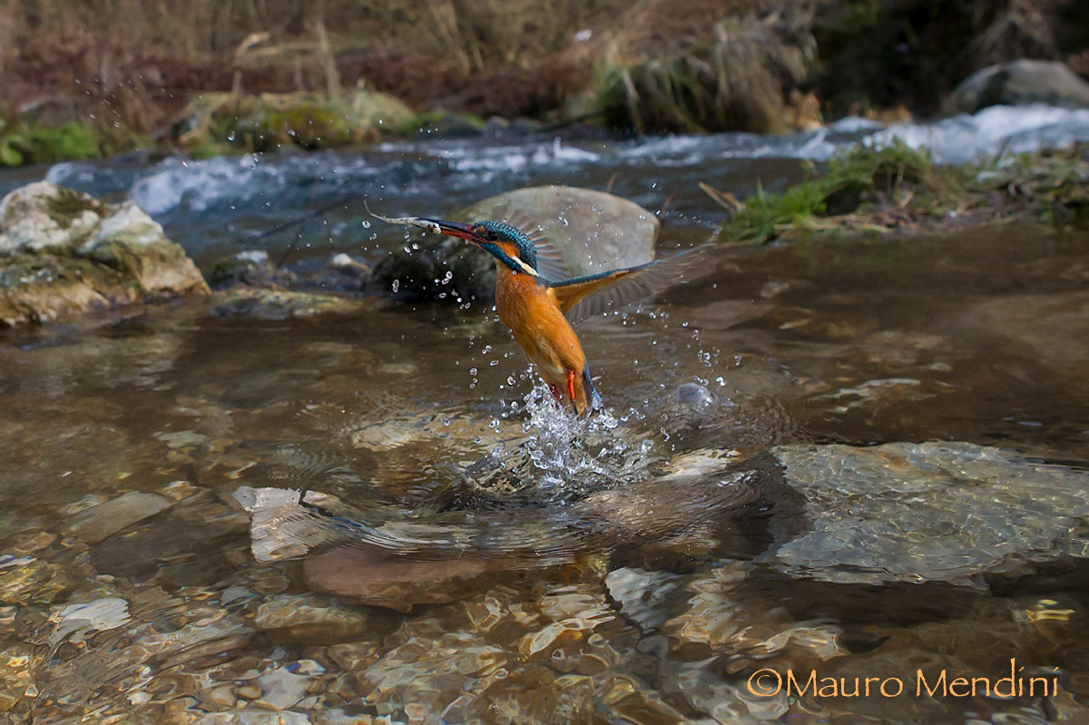 Martino in torrente di montagna
