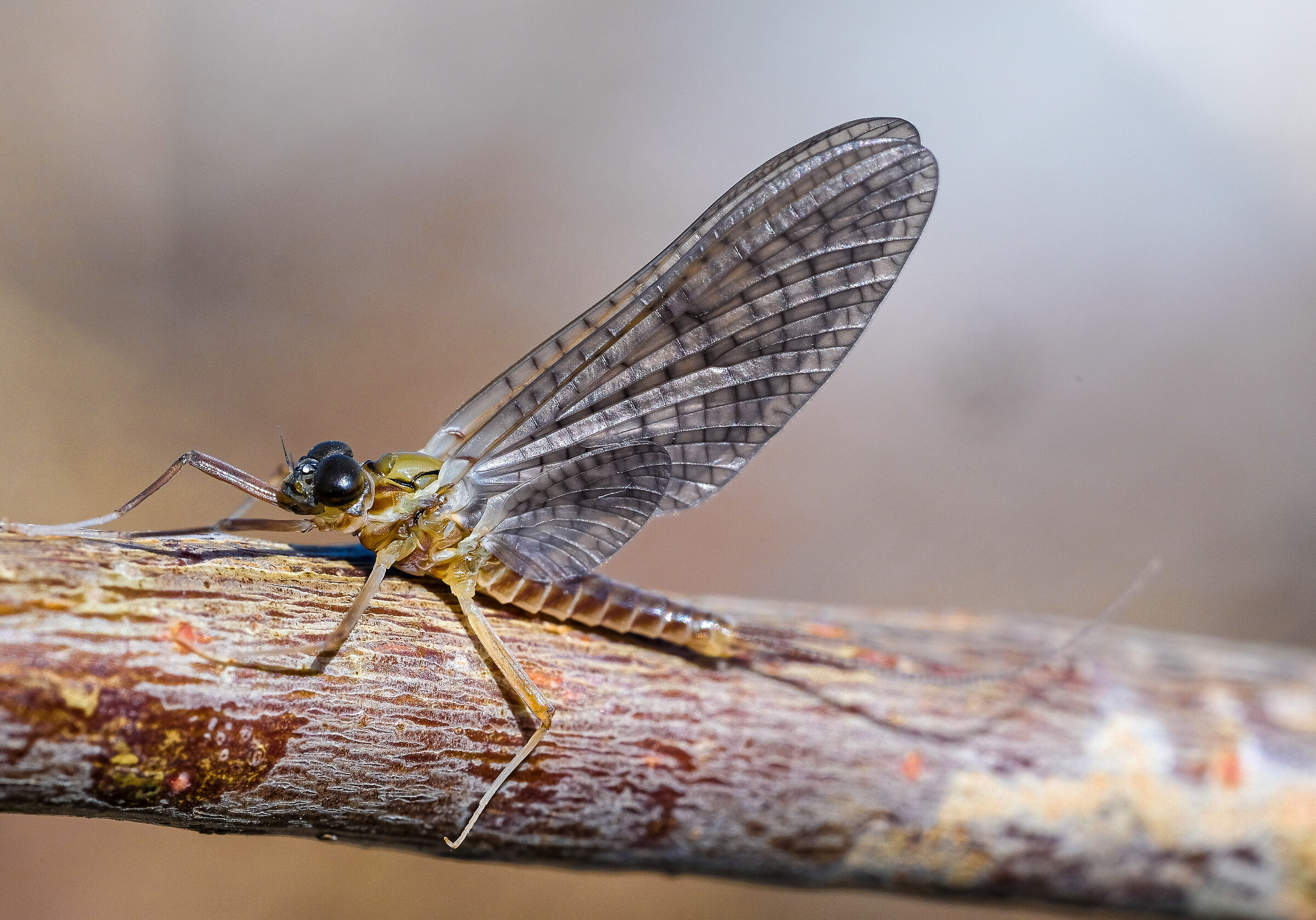 Semicolored Rhithrogena