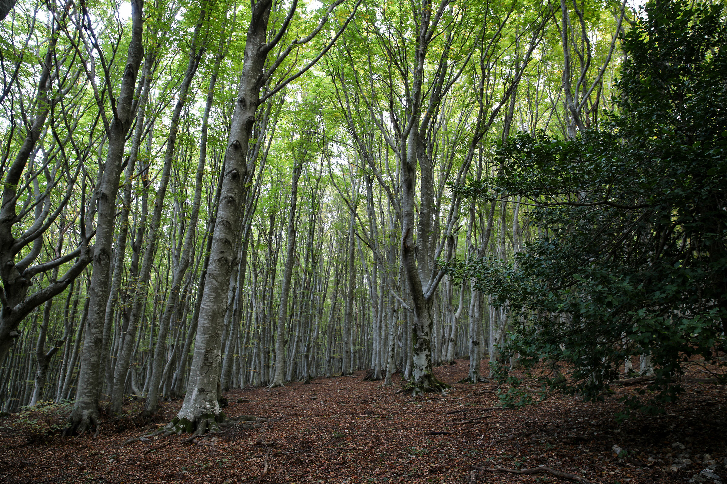 Beech Fairy of Canfaito