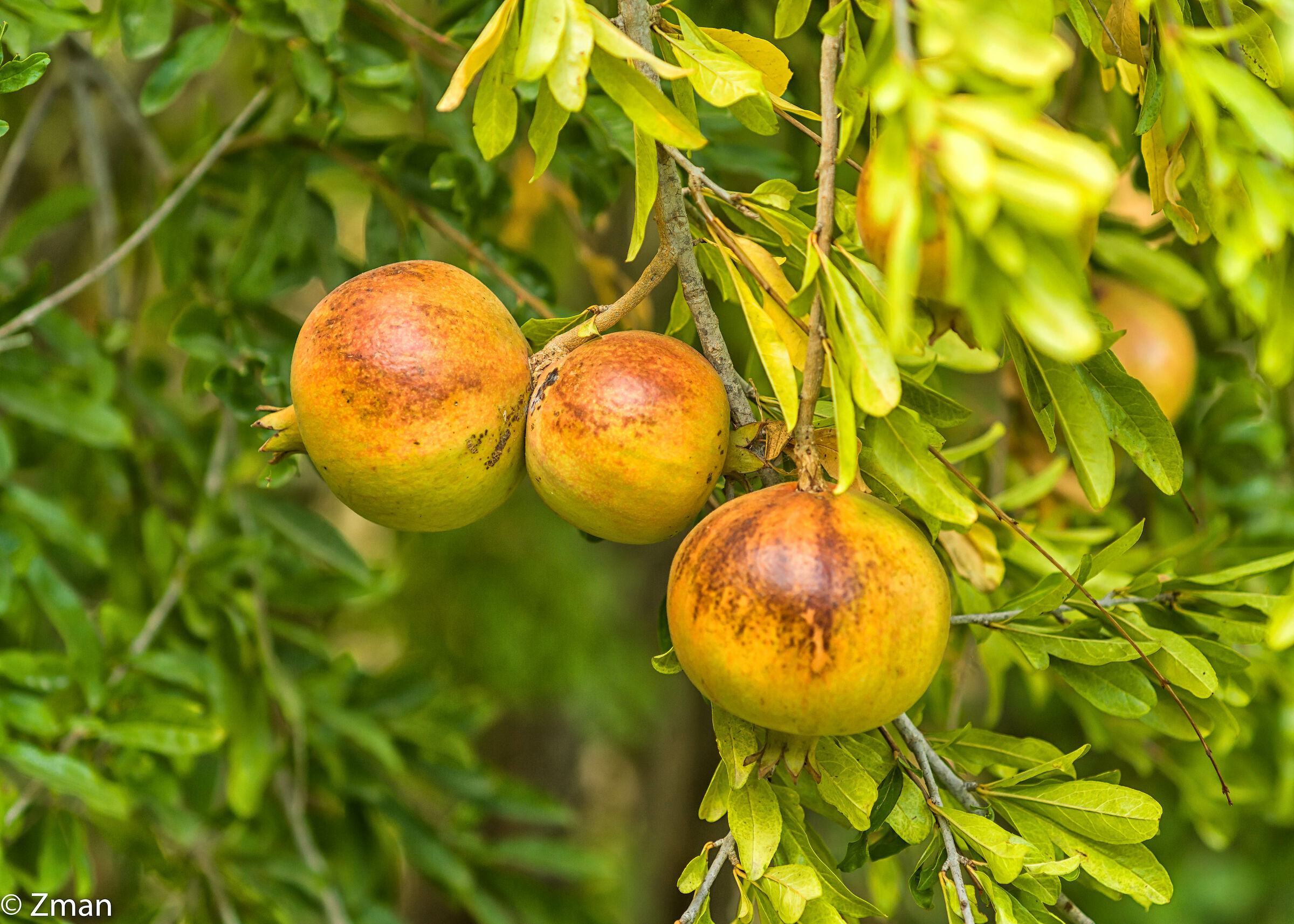 Pomegranate