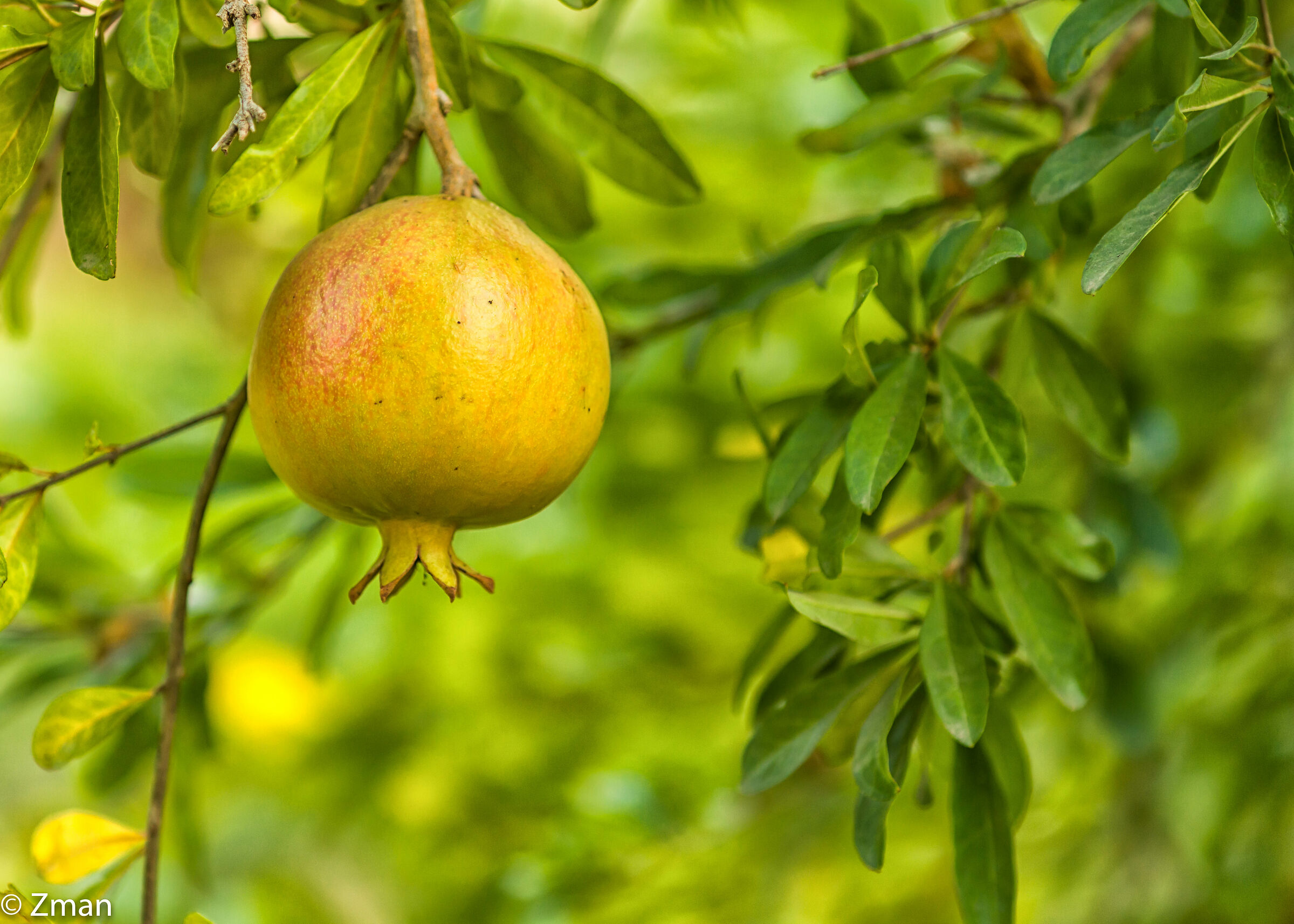 Pomegranate