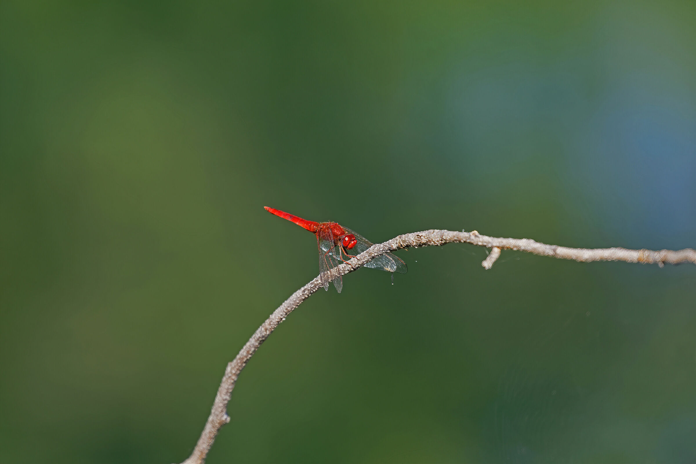 Crocothemis erythraea - Frecciarossa - Scarlet Drago