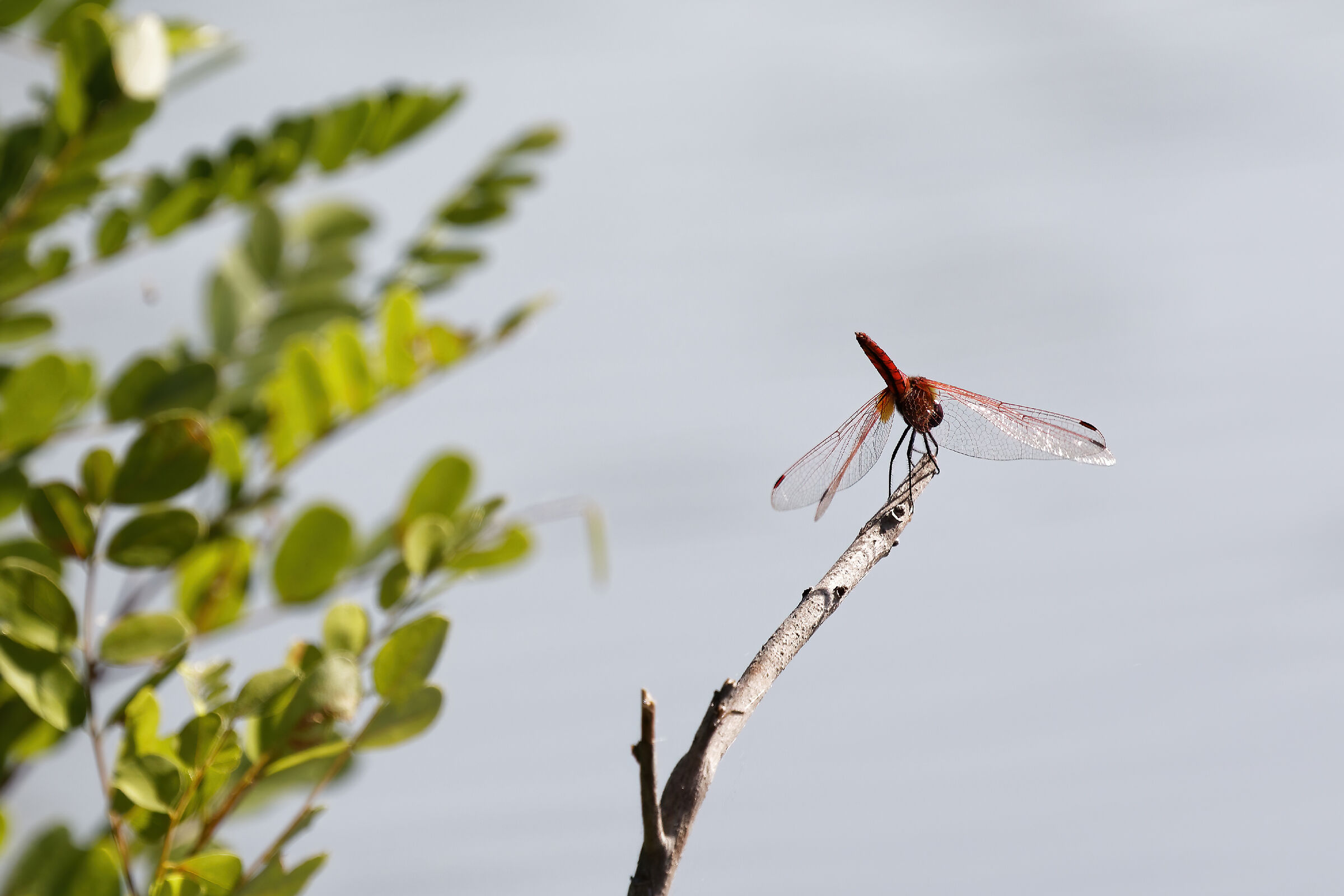 Crocothemis erythraea - Frecciarossa - Scarlet Drago