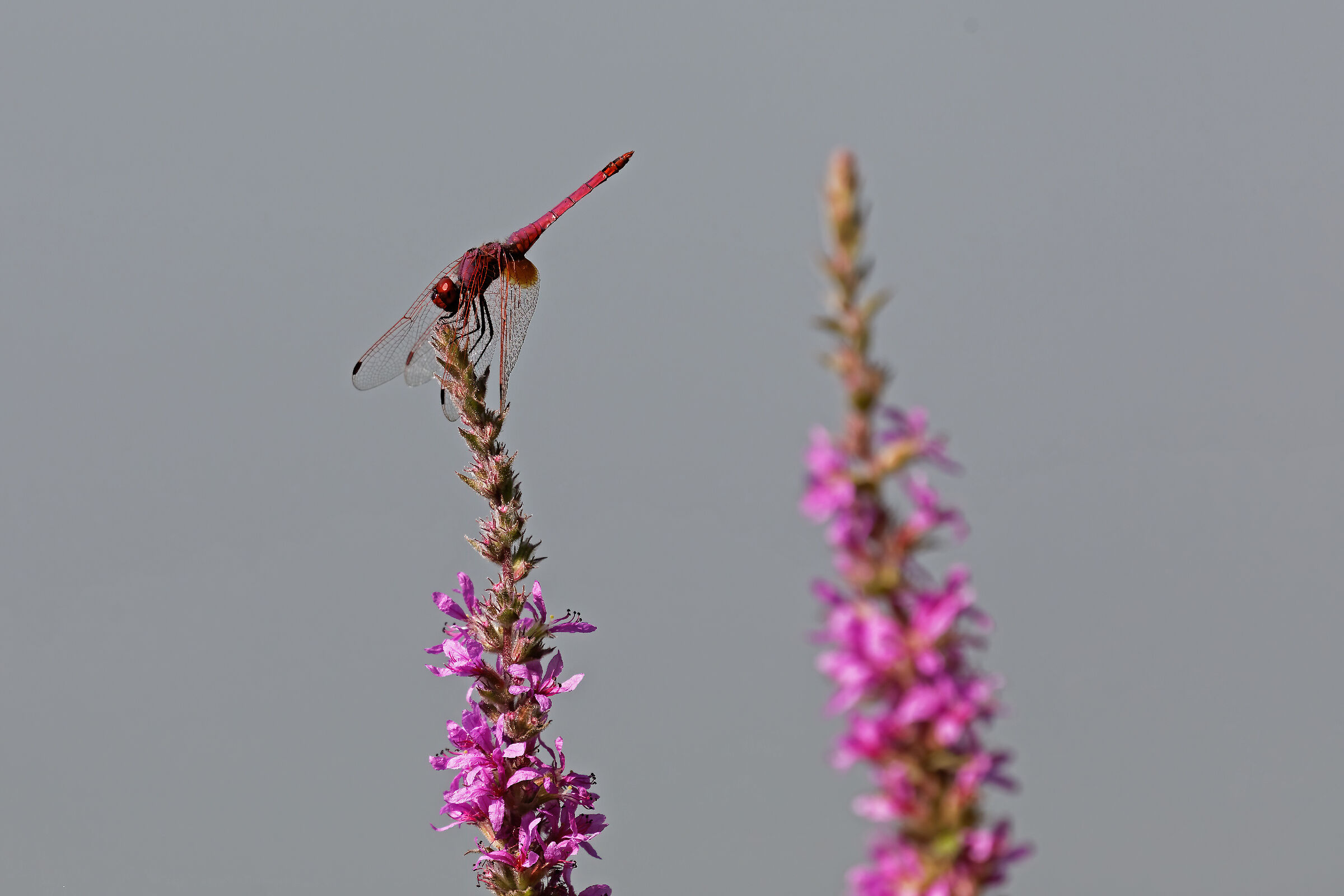 Crocothemis erythraea - Frecciarossa - Scarlet Drago