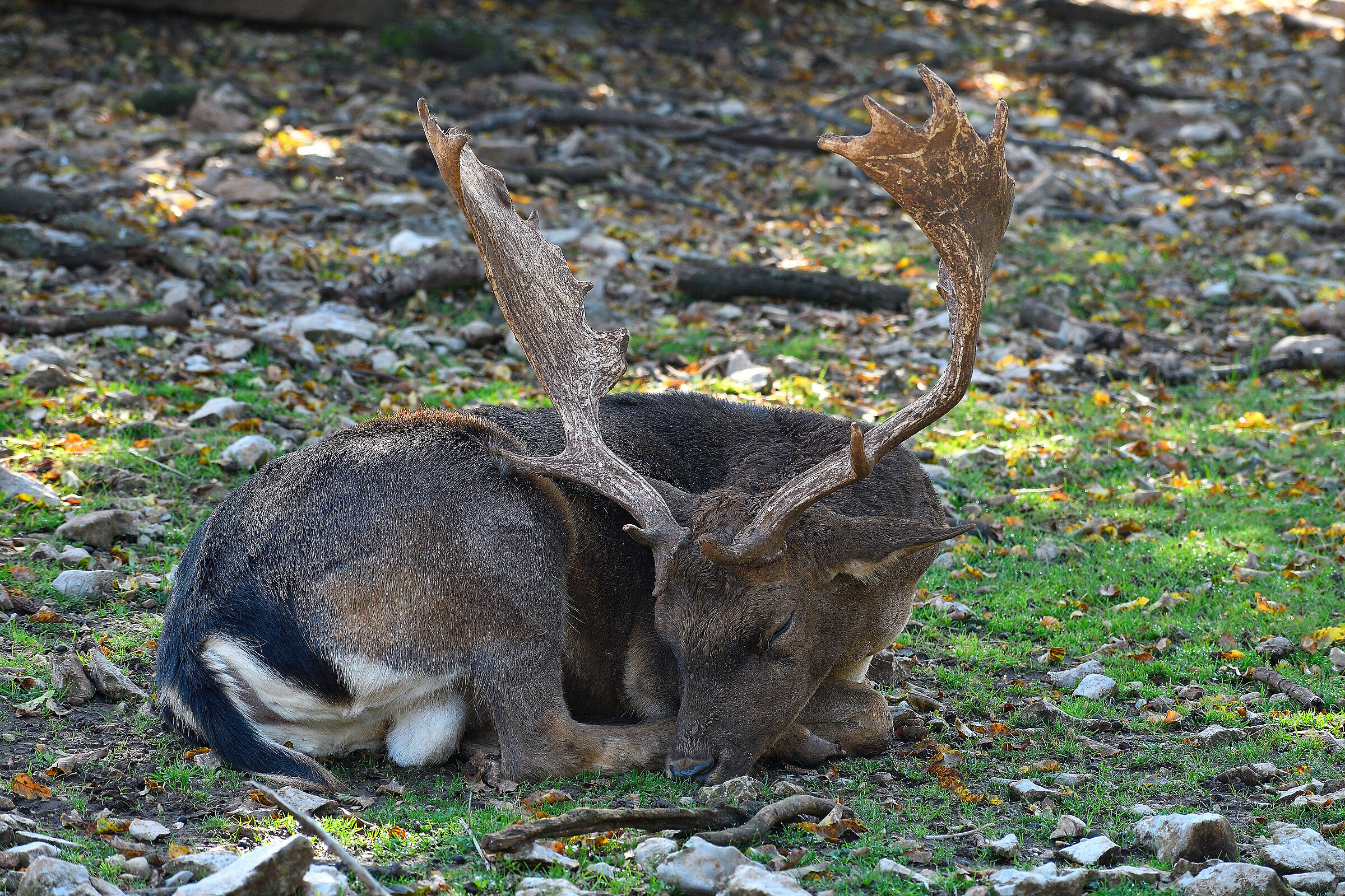 Il riposo del capo...