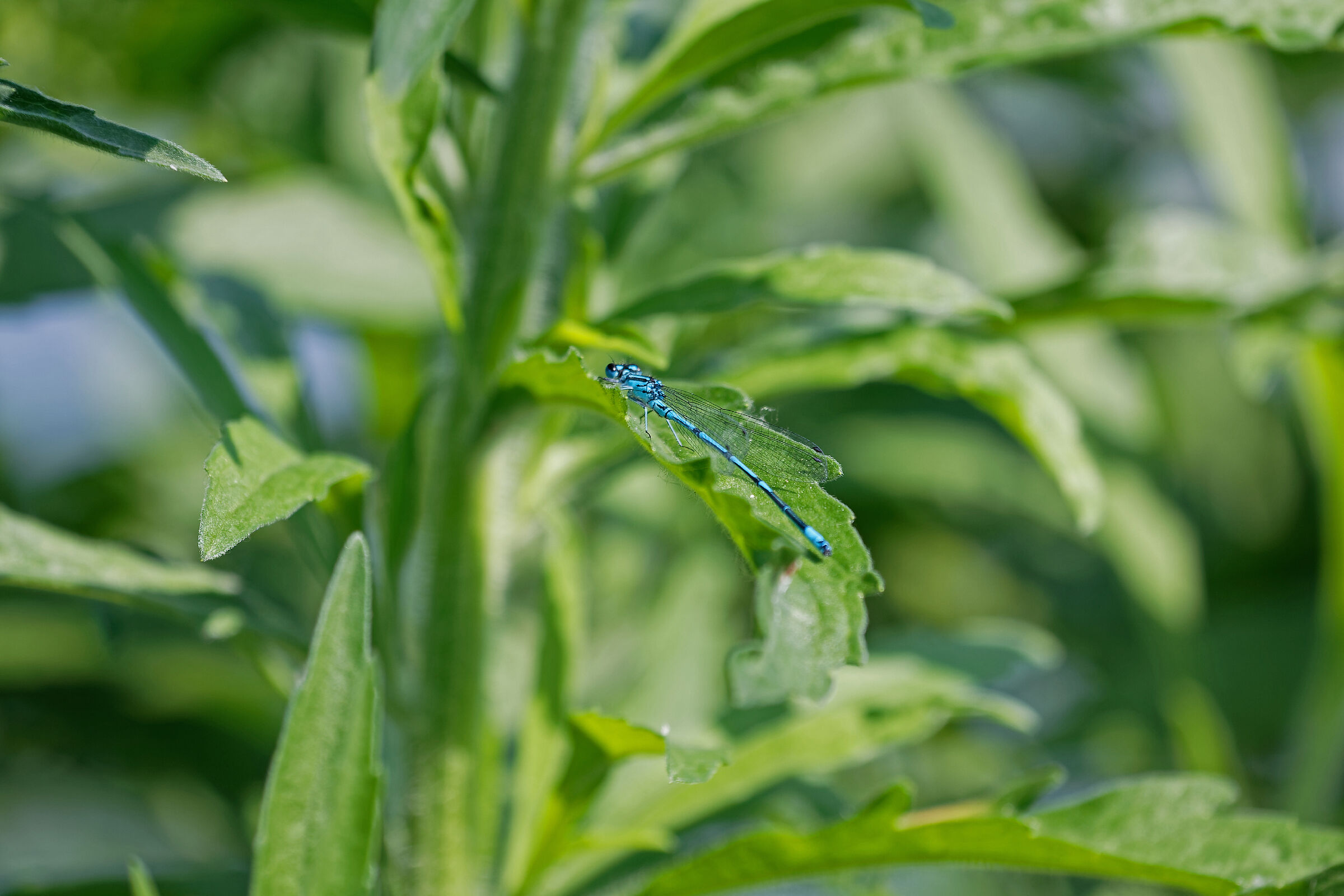 Azzurrina portacalice (enallagma cyathigerum)