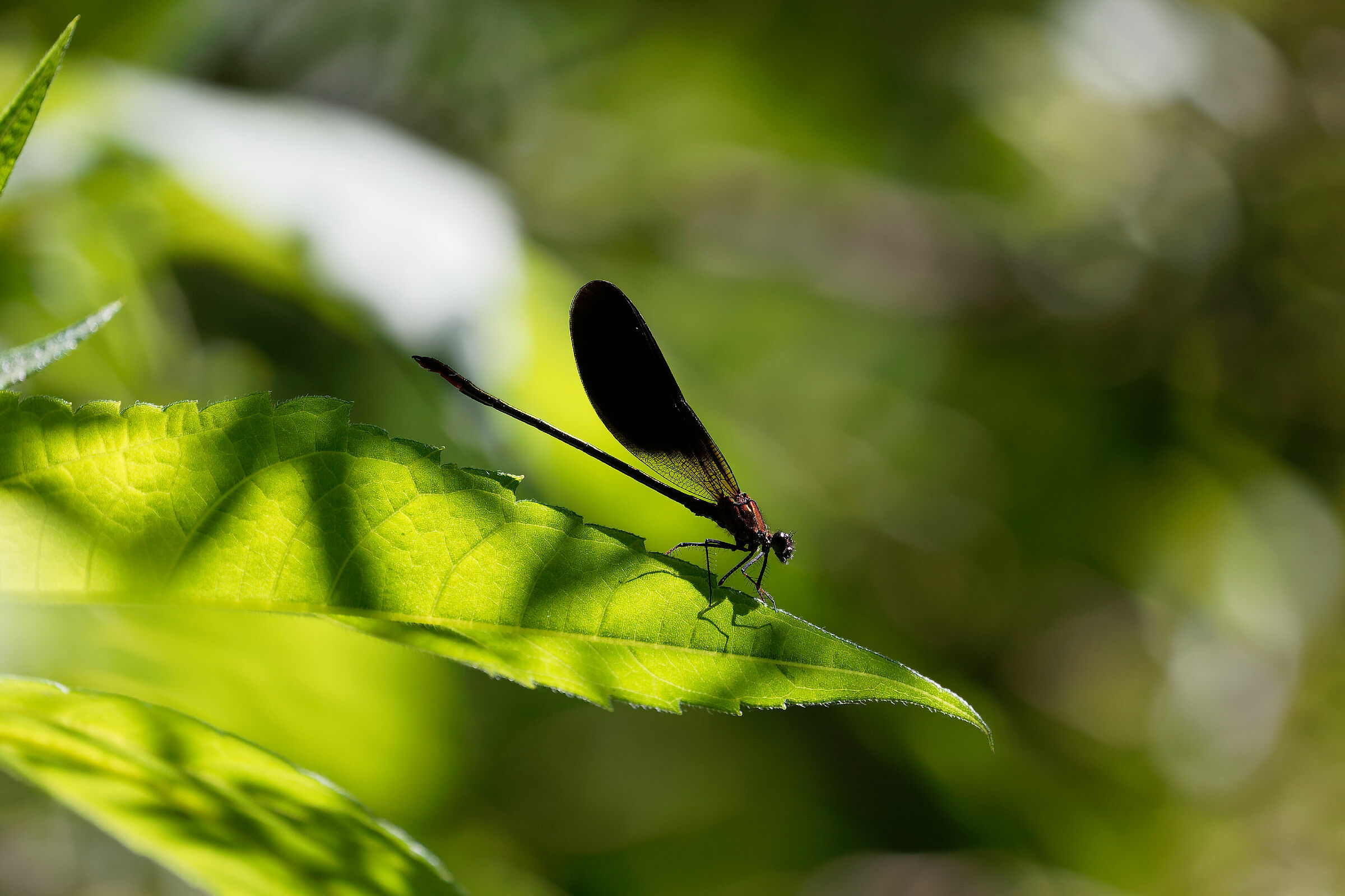 Calopteryx haemorrhoidalis