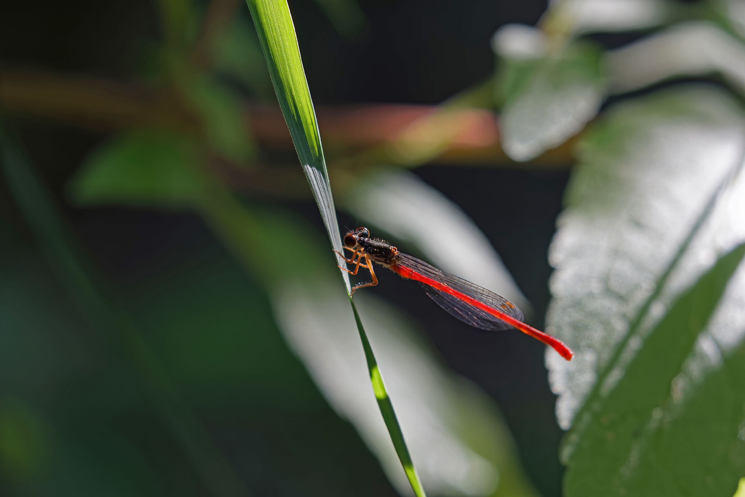 Ceriagrion tenellum-CuneOdonata