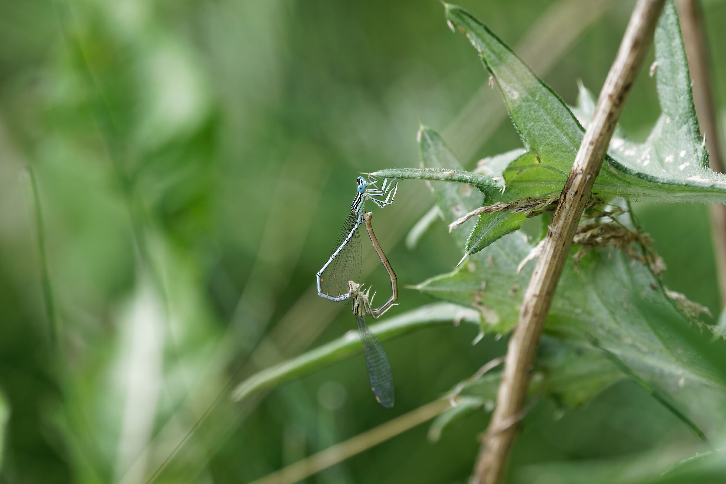 Platycnemis pennipes-Zampalarga Comune