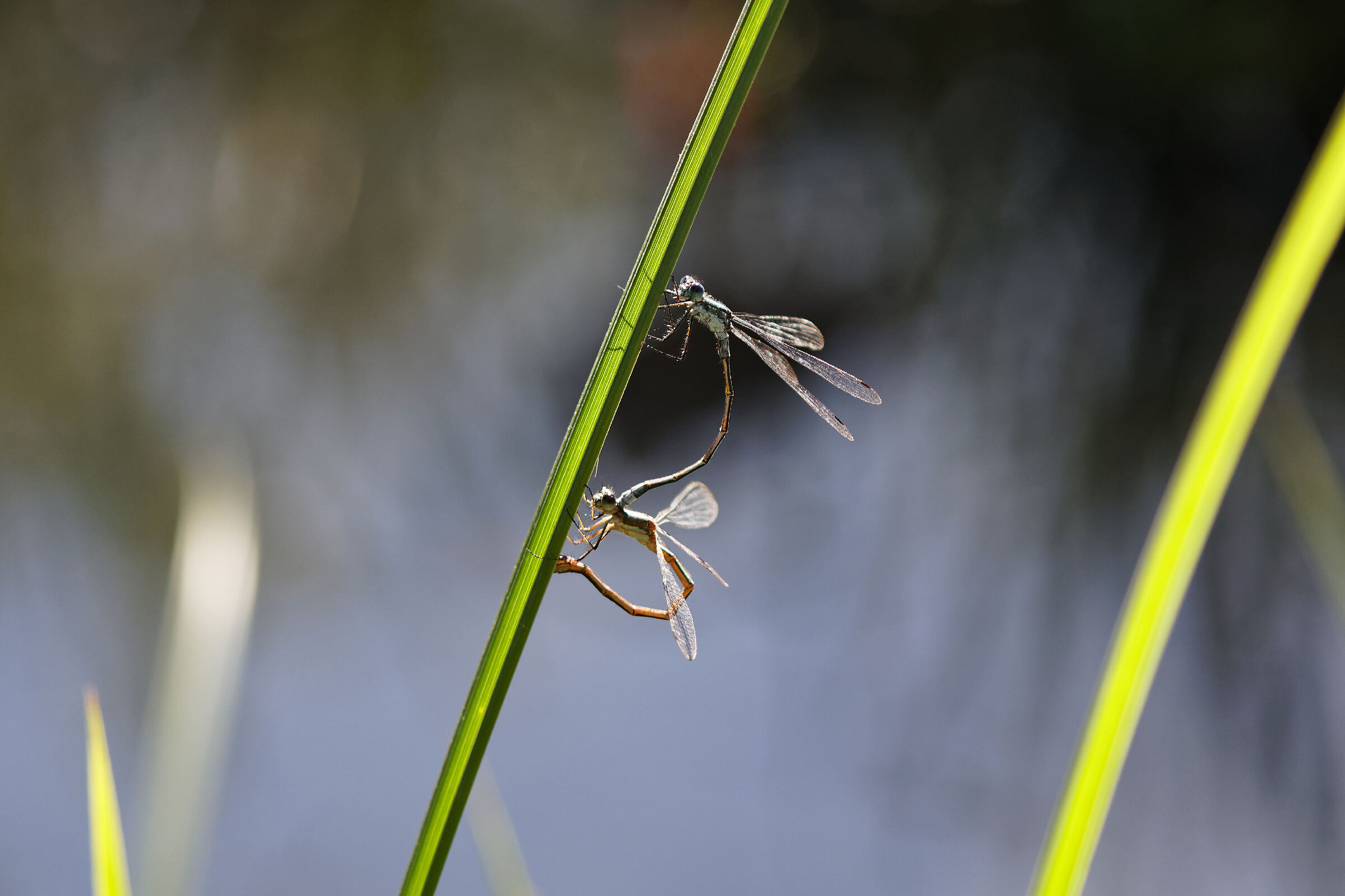 Platycnemis pennipes-Zampalarga Comune
