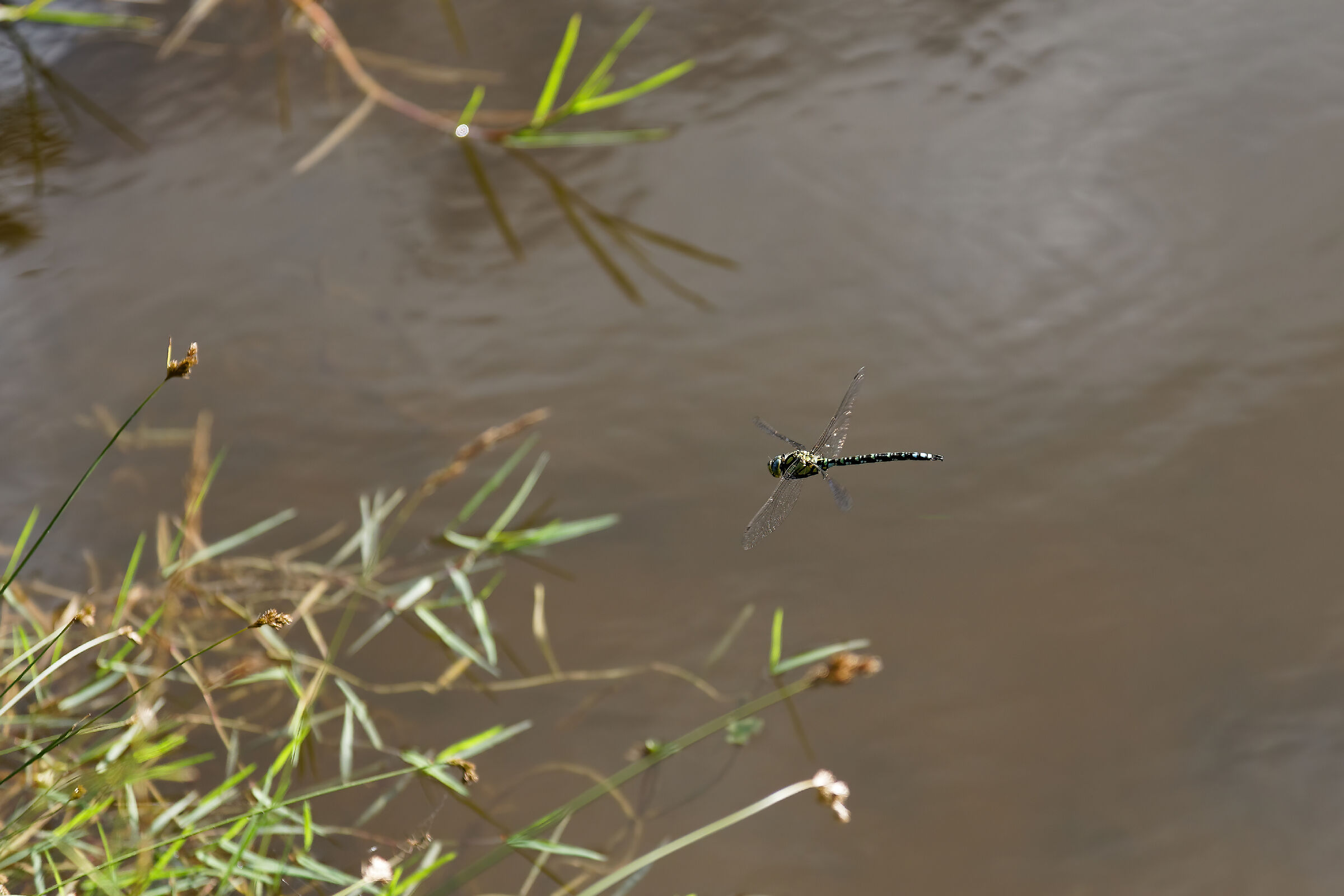 Onychogomphus forcipatus