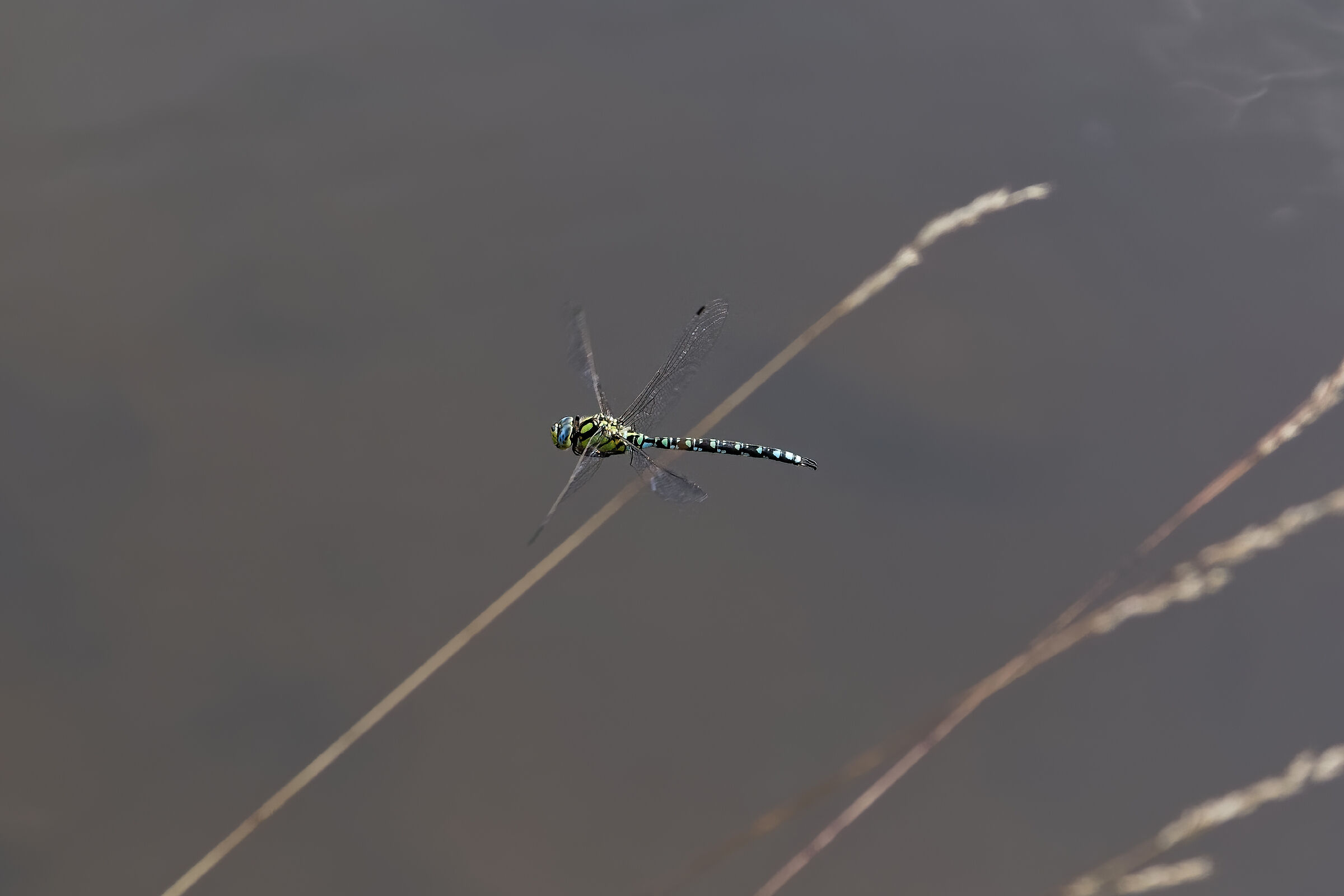 Onychogomphus forcipatus